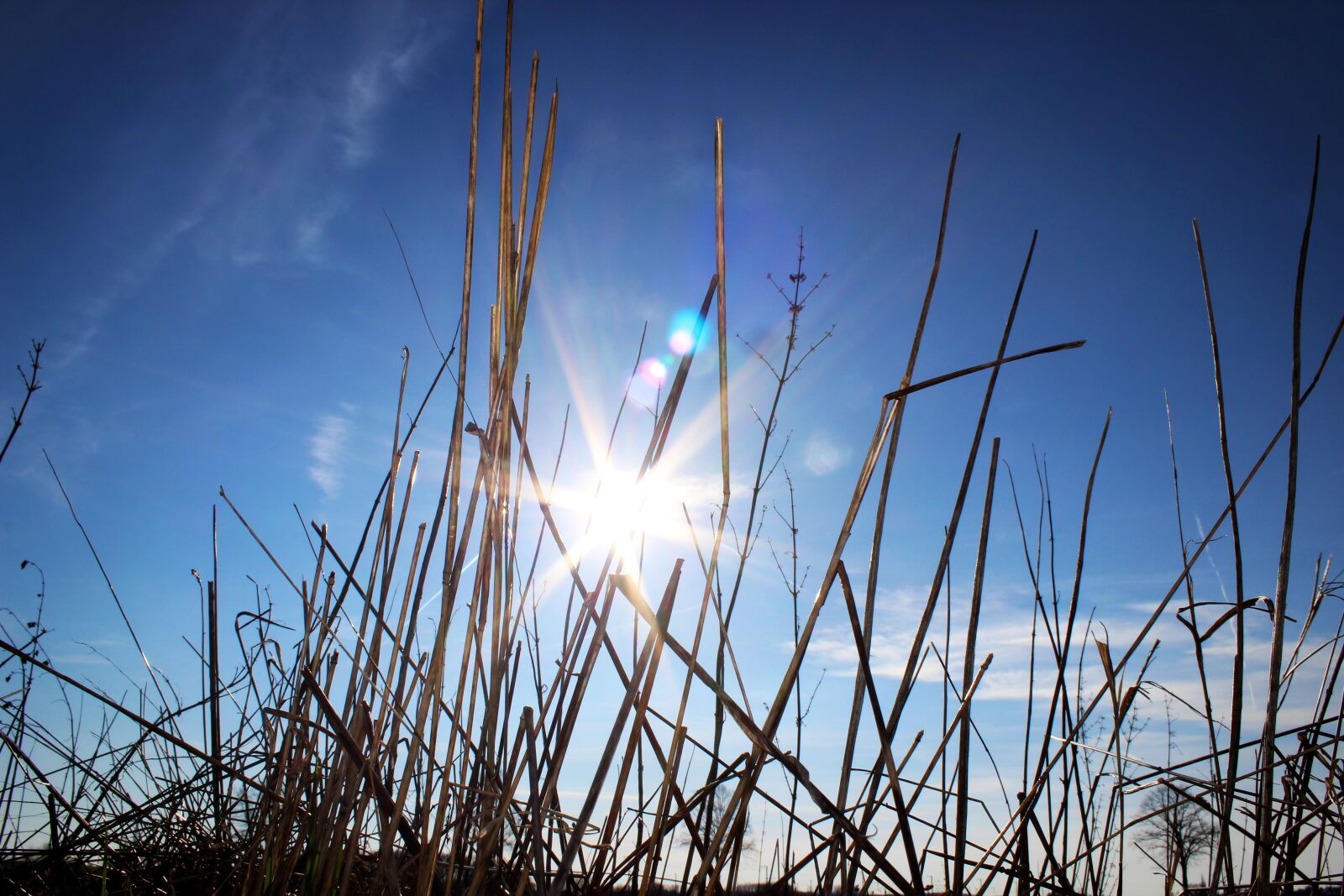 Canon EOS 600D (Rebel EOS T3i / EOS Kiss X5) sample photo. Grass, summer, meadow photography