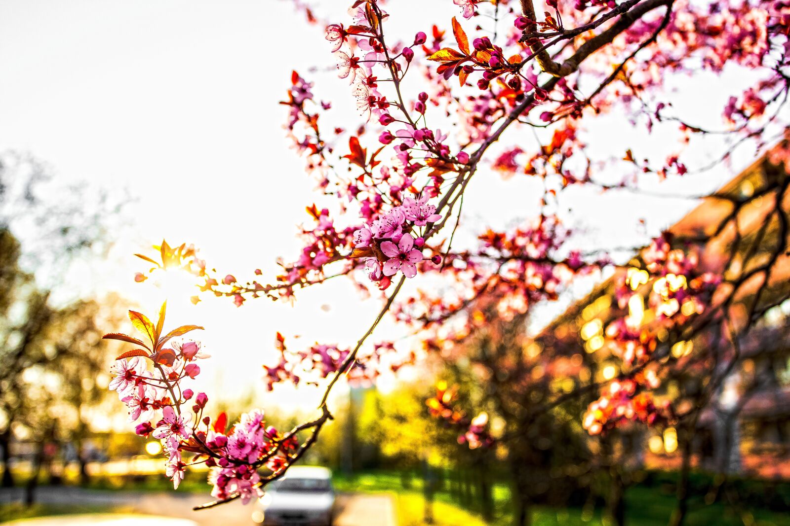 Canon EOS 6D + Canon EF 17-40mm F4L USM sample photo. Spring, blooms, flowers photography
