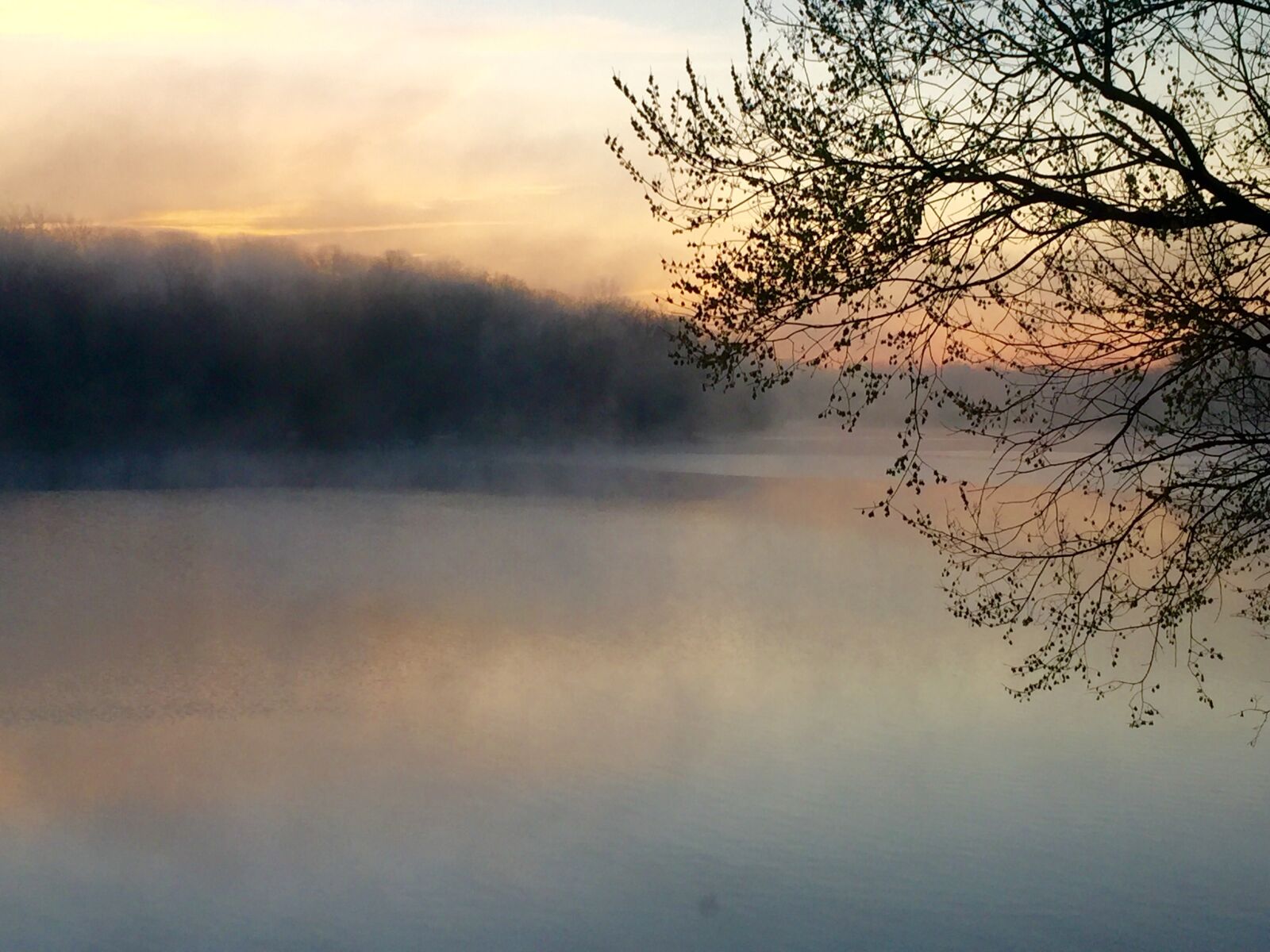 Apple iPhone 6 sample photo. Lake, mist, tree photography