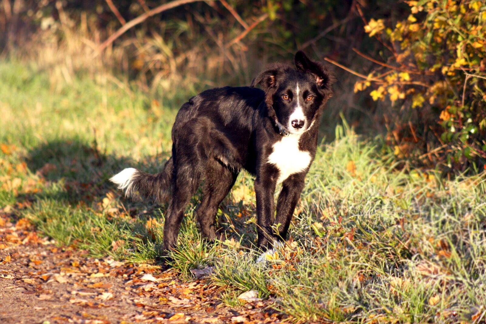 Canon EOS 40D sample photo. Domino, dog, border collie photography