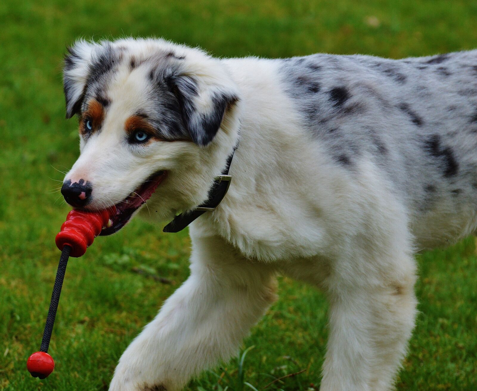 Nikon D3200 sample photo. Dog, play, meadow photography