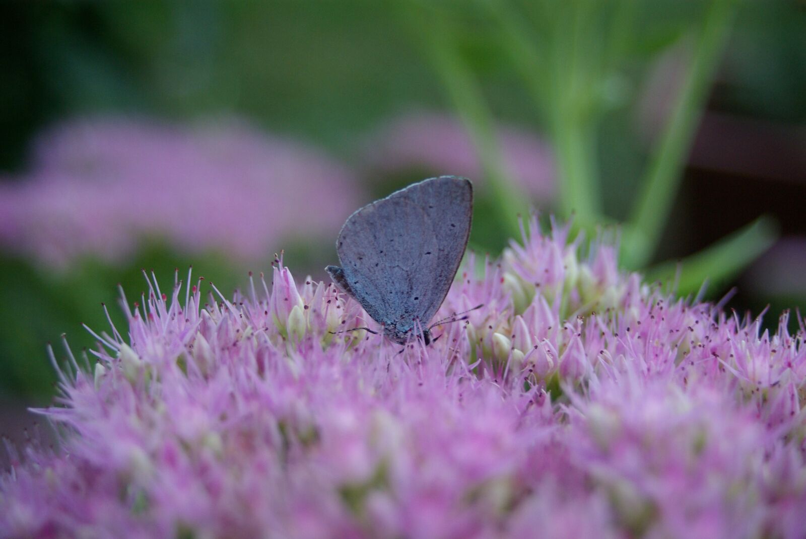 Pentax K10D sample photo. Nature, butterfly, violet photography