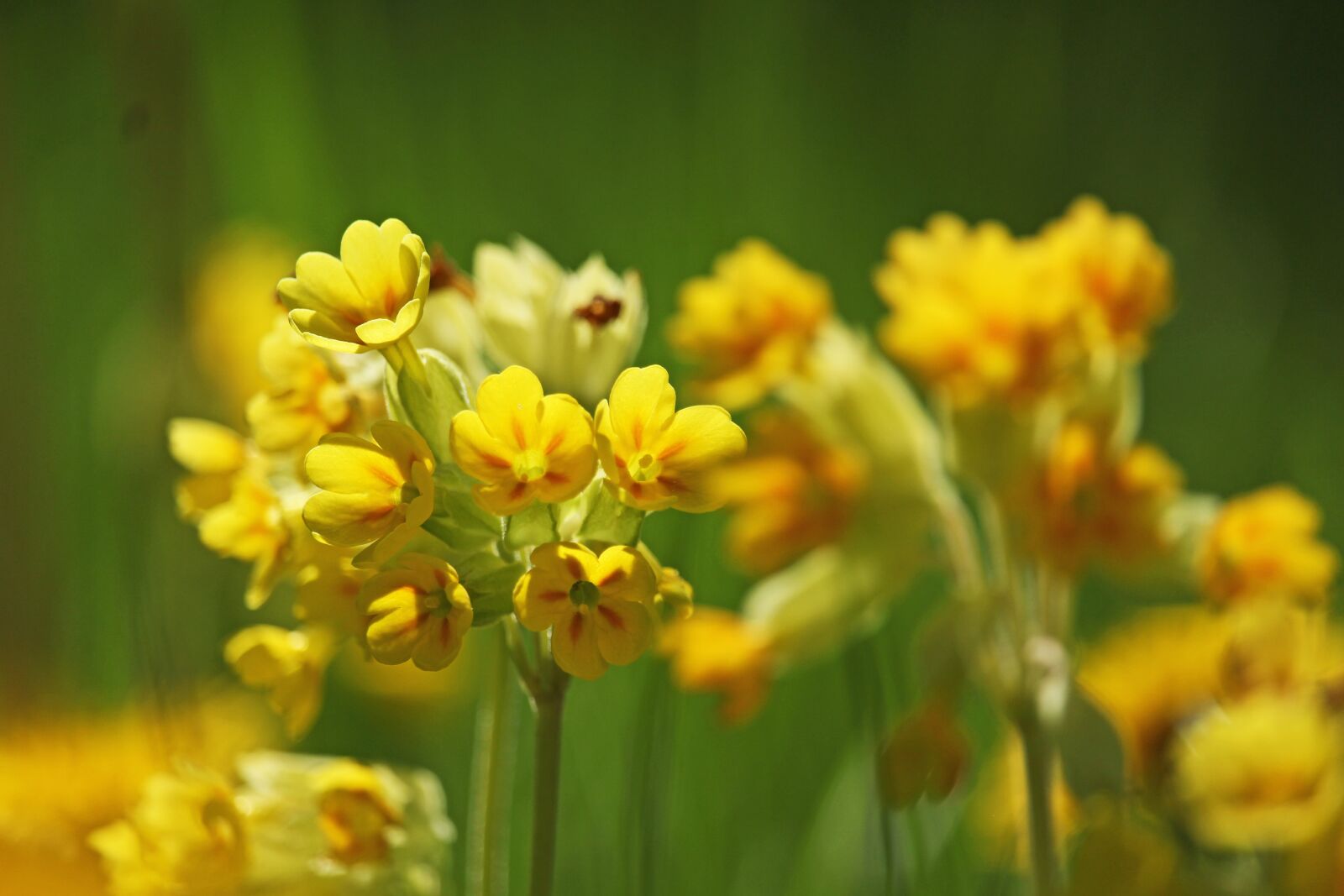 Canon EF-S 55-250mm F4-5.6 IS STM sample photo. Cowslip, flower meadow, grass photography