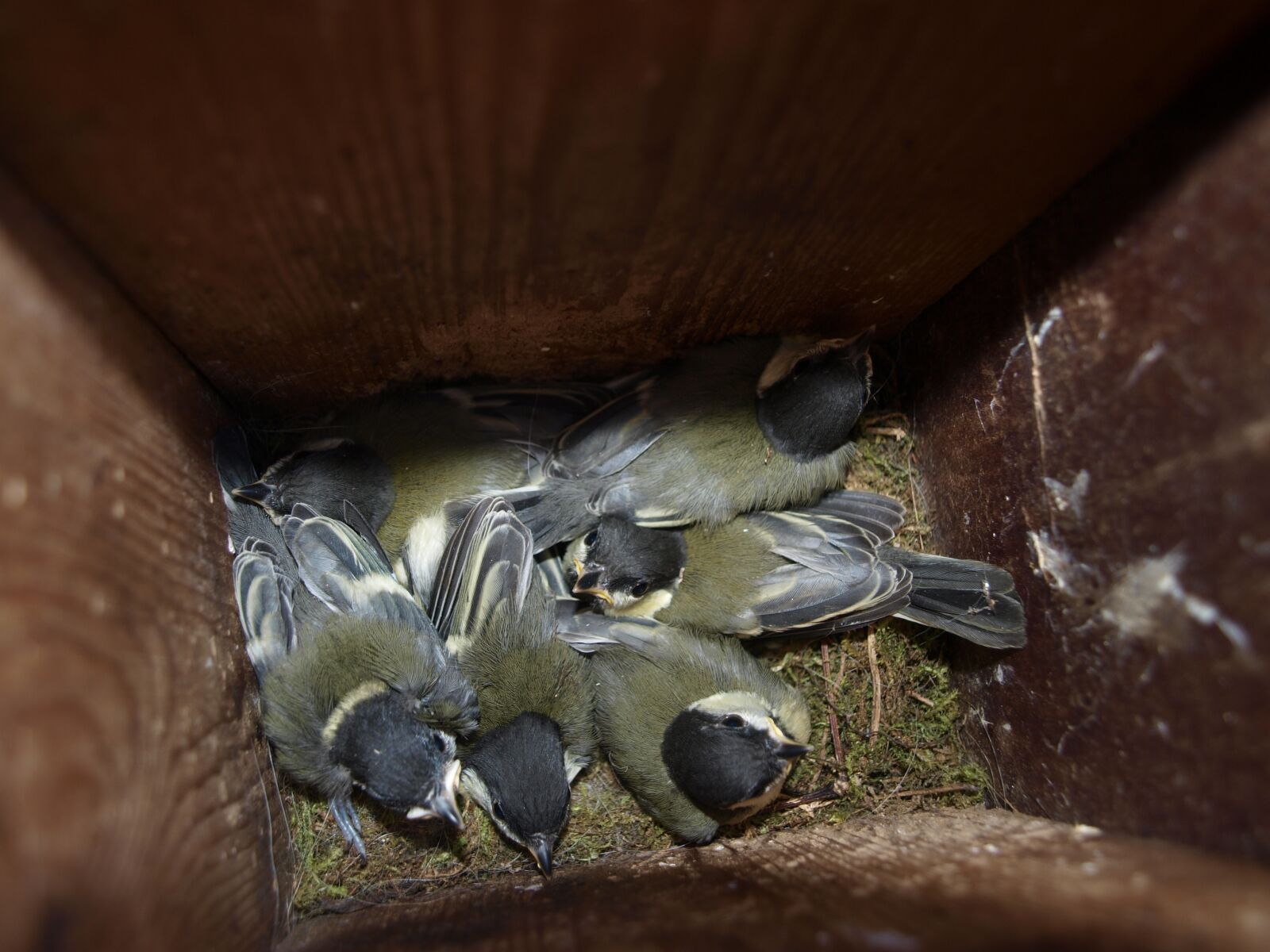 Olympus E-520 (EVOLT E-520) sample photo. Young great tits, spring photography