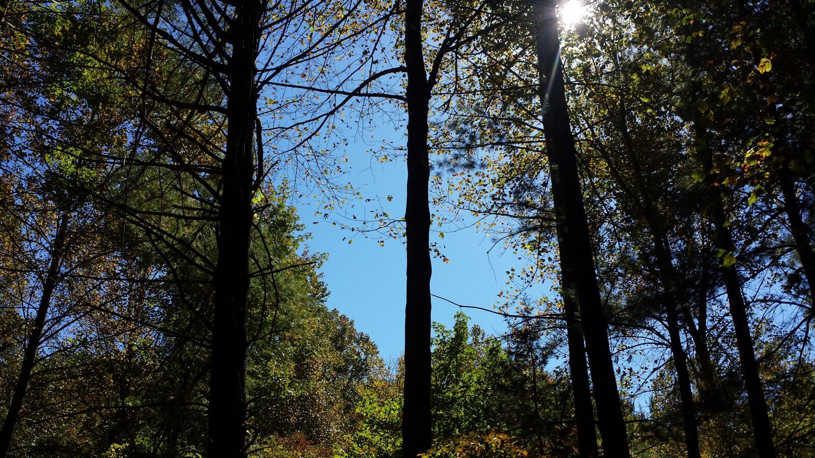 Samsung Galaxy S4 sample photo. Forest, trees, green photography