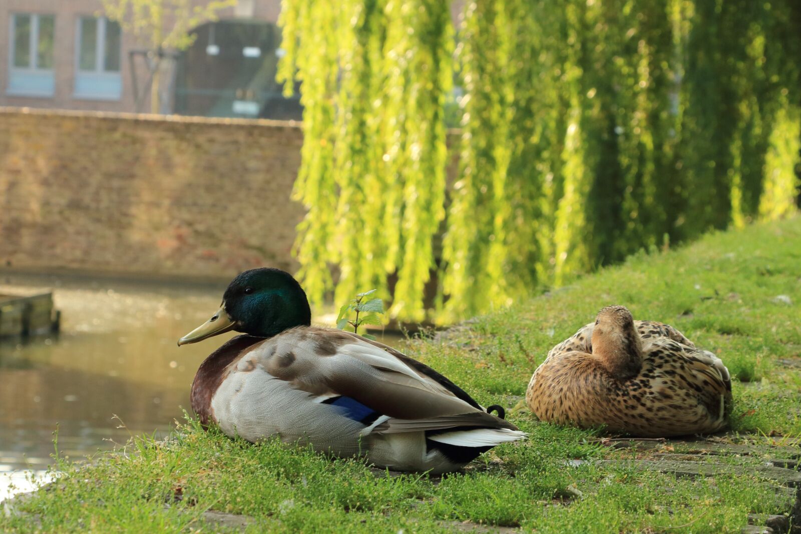 Canon EOS 700D (EOS Rebel T5i / EOS Kiss X7i) sample photo. Duck, drake, mallard photography