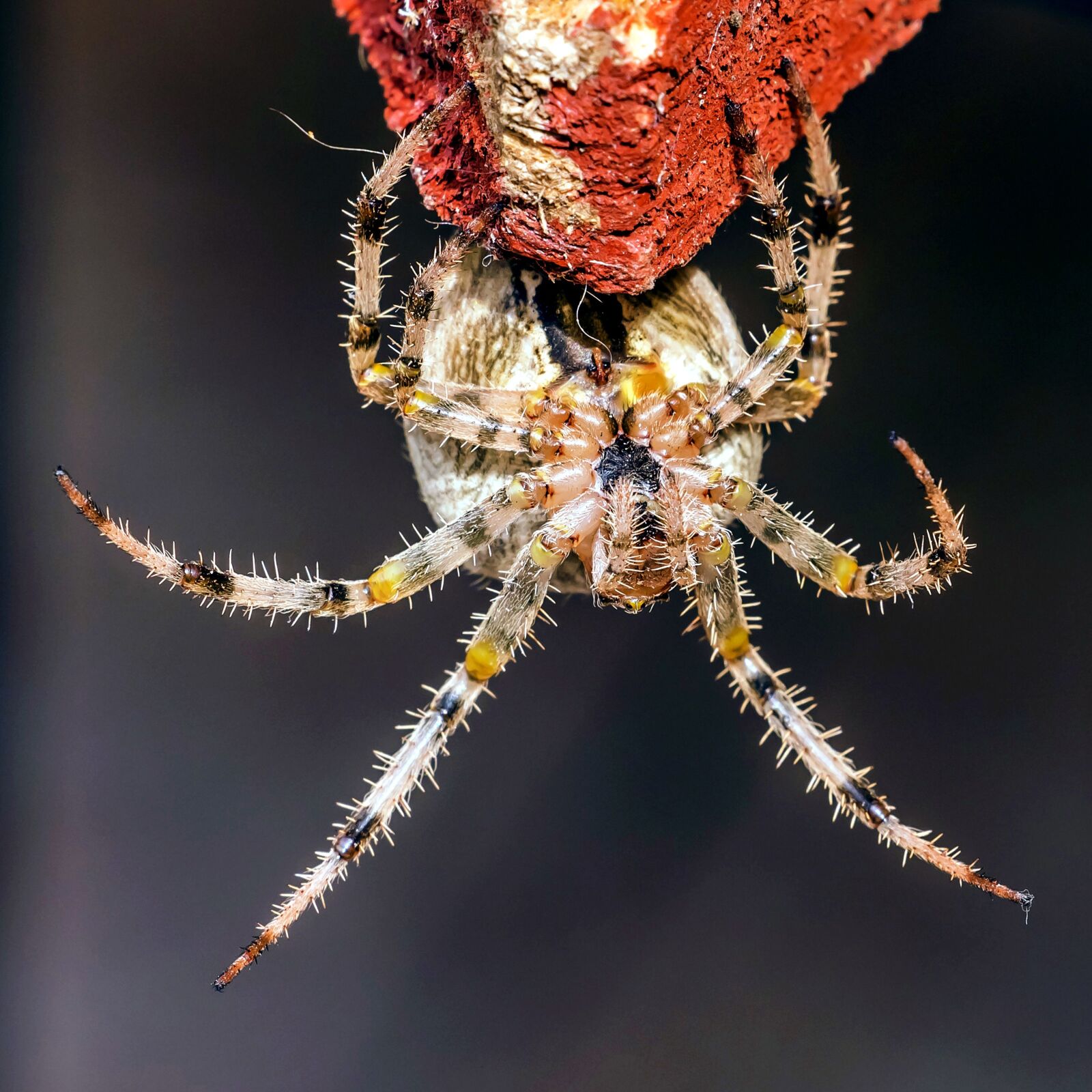 Canon EOS 650D (EOS Rebel T4i / EOS Kiss X6i) sample photo. European garden spider, insect photography