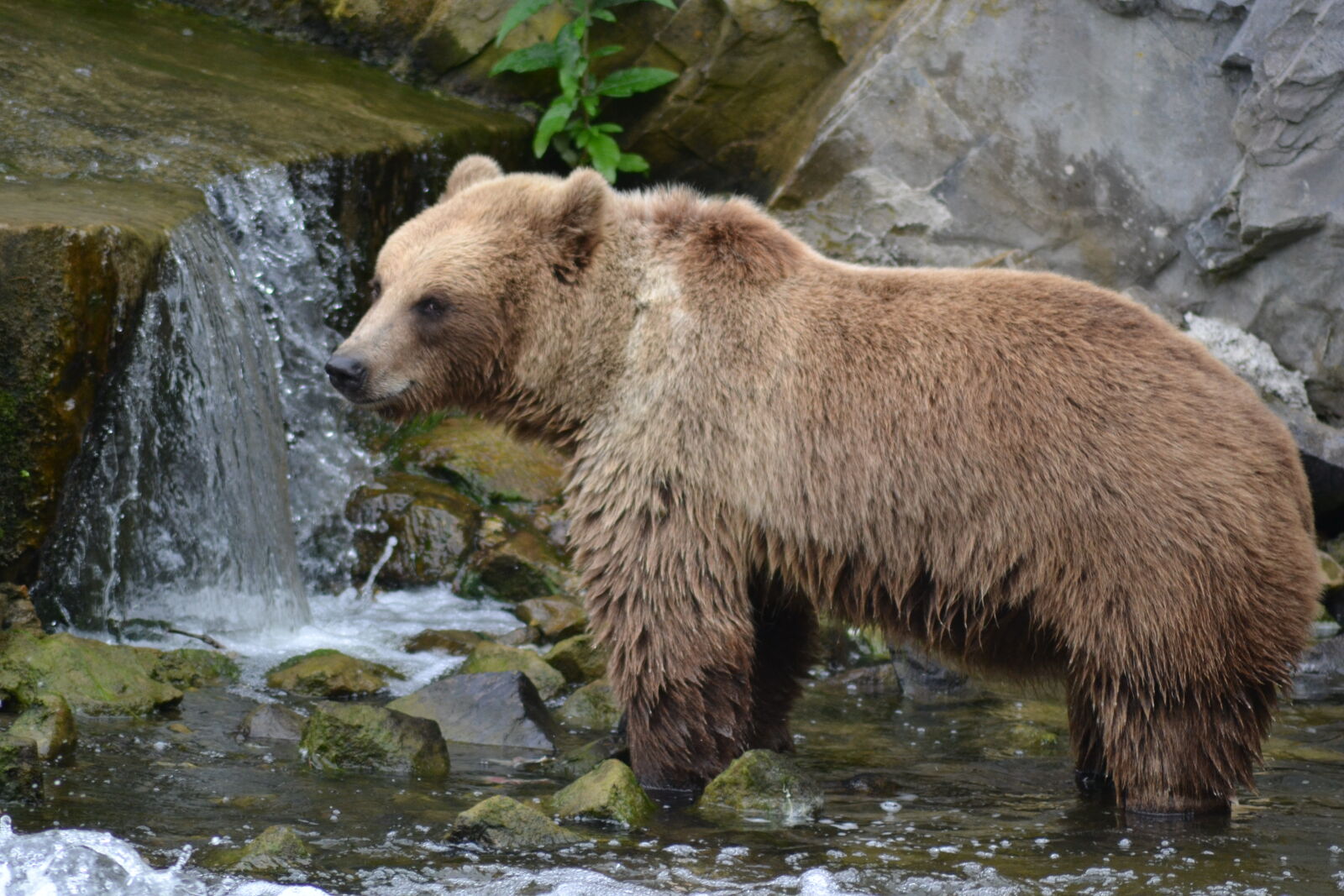 Nikon D3100 sample photo. Brown, bear, close, up photography