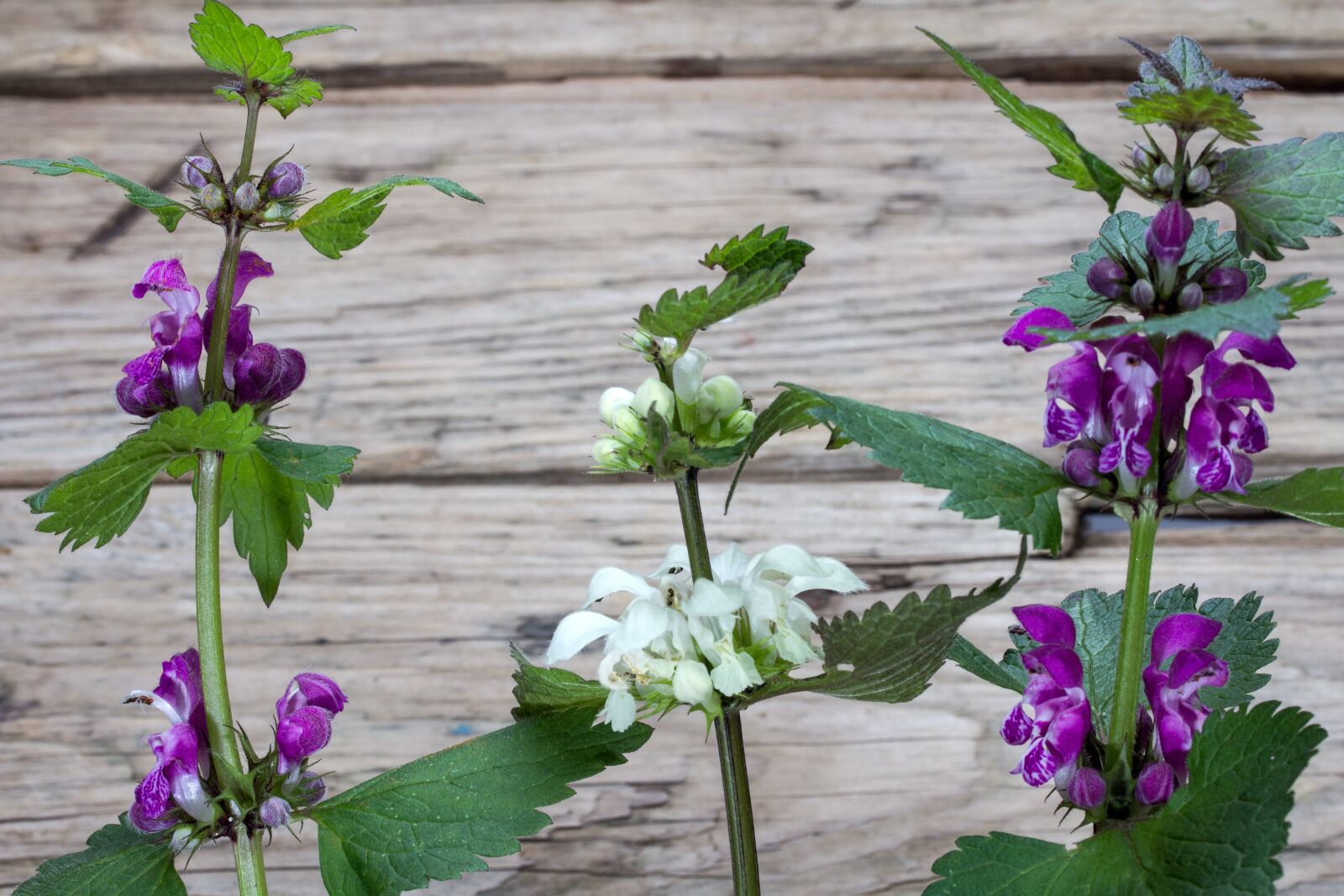 Canon EF-S 60mm F2.8 Macro USM sample photo. Wild plants, spring, wood photography