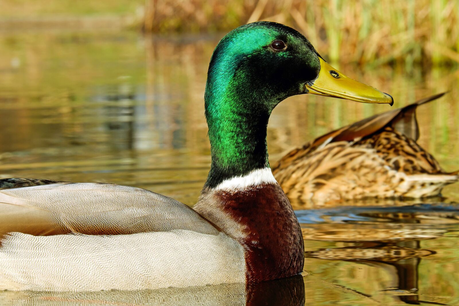 Fujifilm X-T10 + Fujifilm XC 50-230mm F4.5-6.7 OIS sample photo. Mallard, anas platyrhynchos, water photography