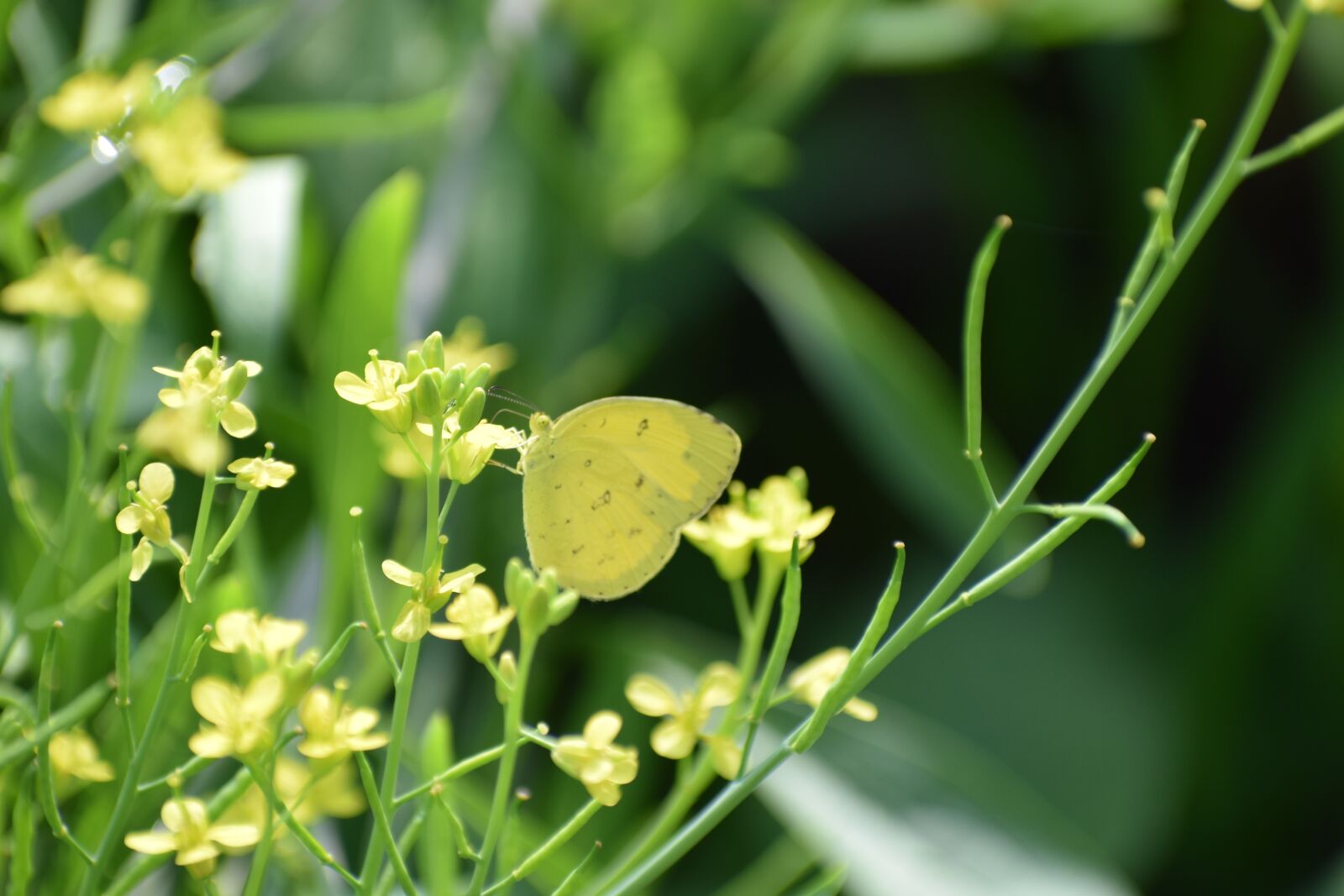 Nikon D3300 sample photo. Flowers, butterfly, insect photography