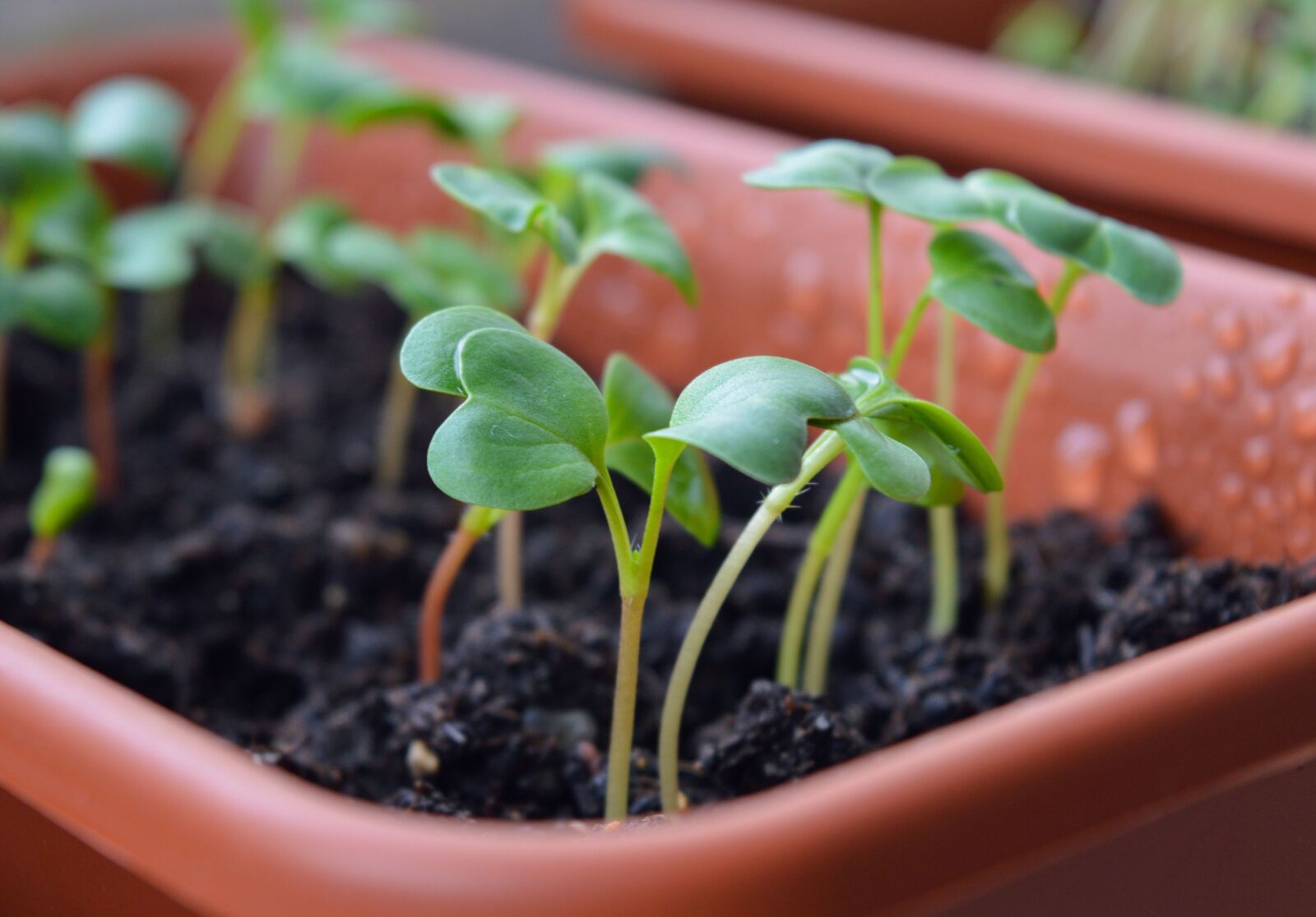 Nikon D3200 sample photo. Radish sprouts, seedling, seedlings photography