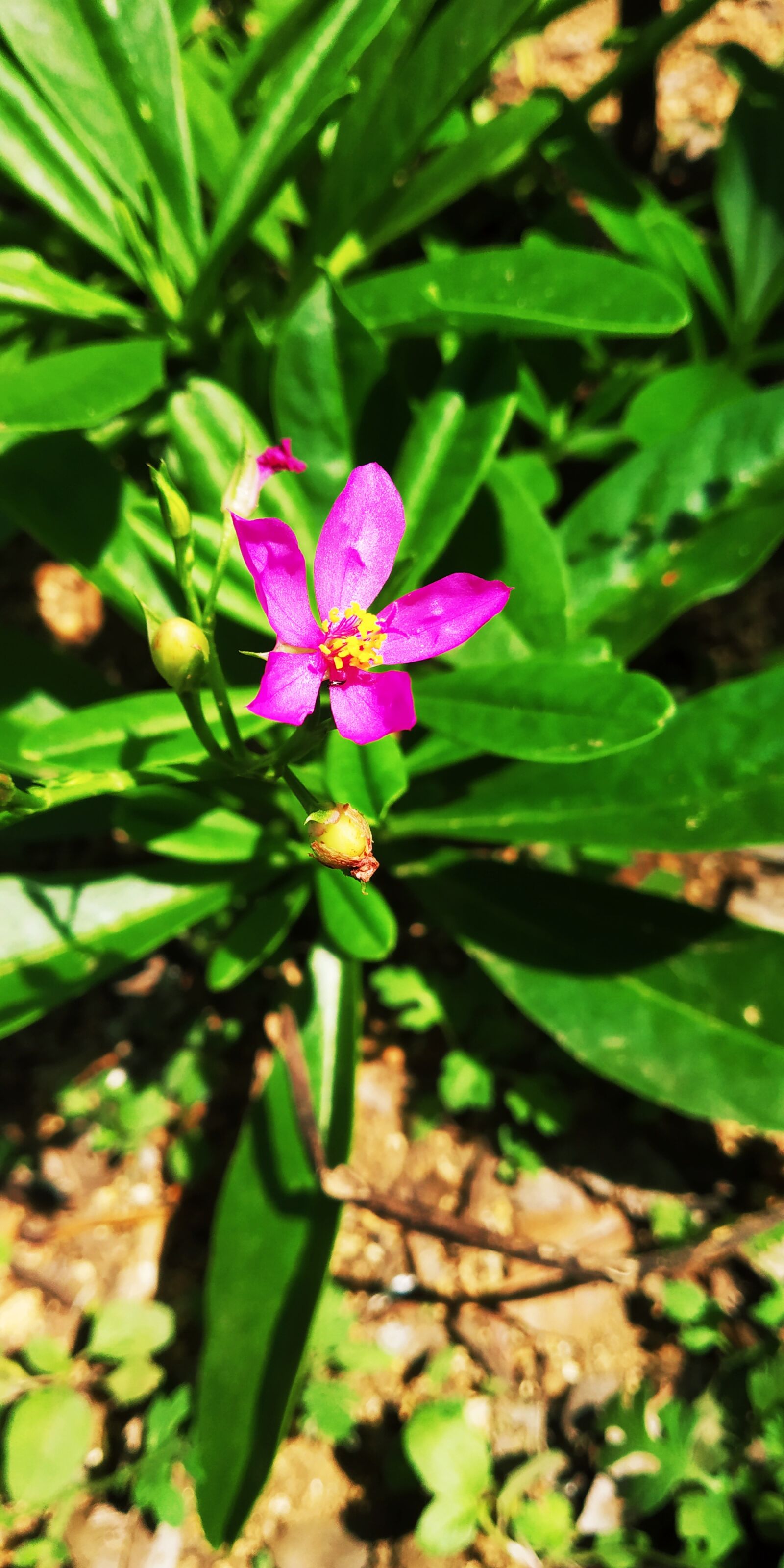 Xiaomi Redmi Note 5 Pro sample photo. Green, poppy, flower photography