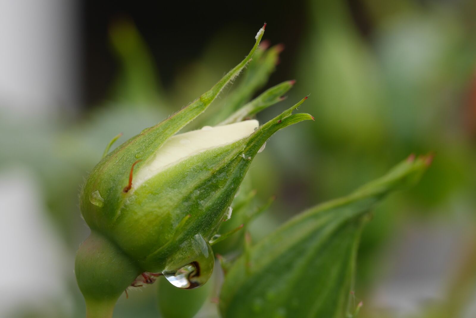 Panasonic Lumix DMC-GX7 sample photo. Green, white, rose photography