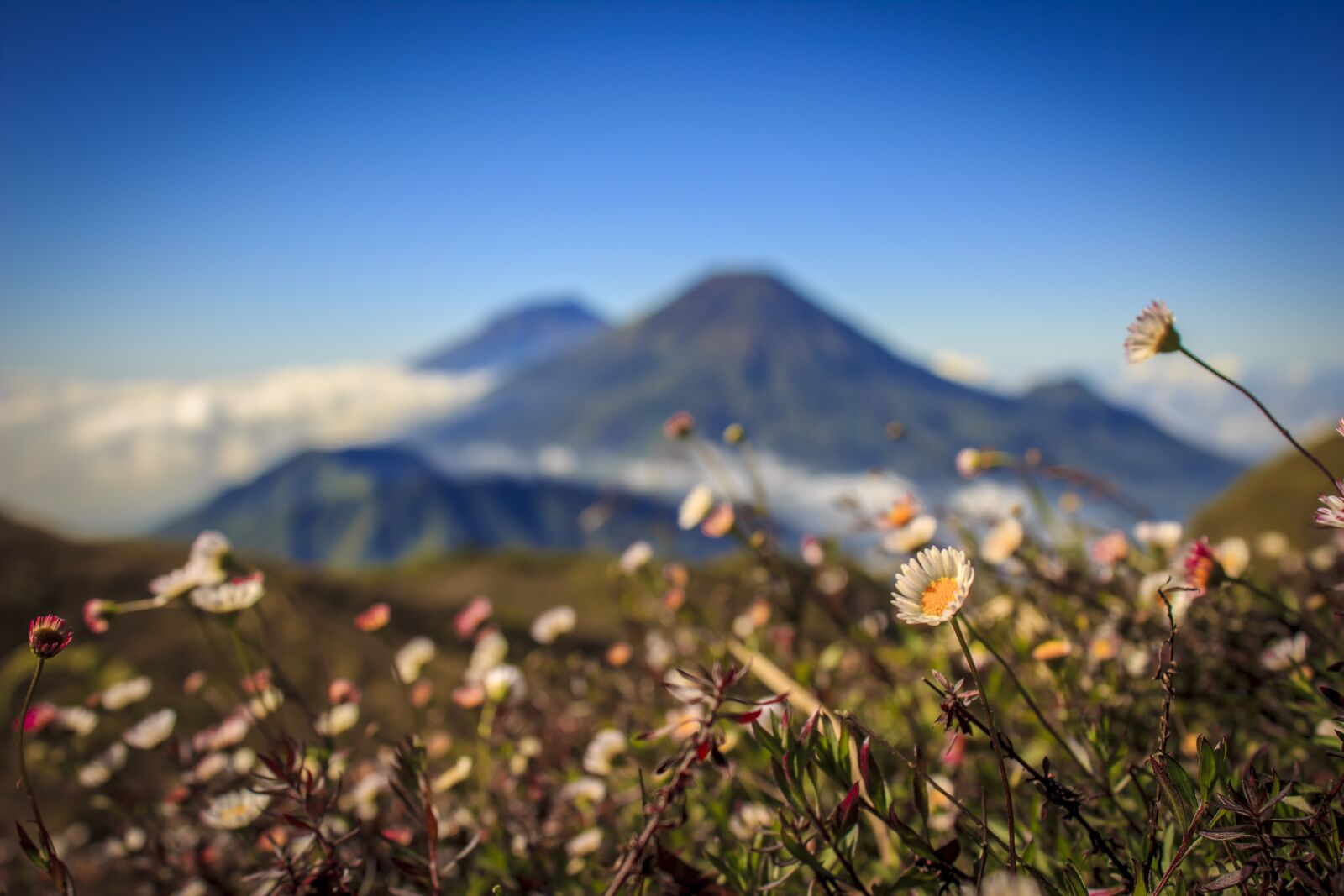 Canon EOS 600D (Rebel EOS T3i / EOS Kiss X5) sample photo. Mountain, flower, landscape photography
