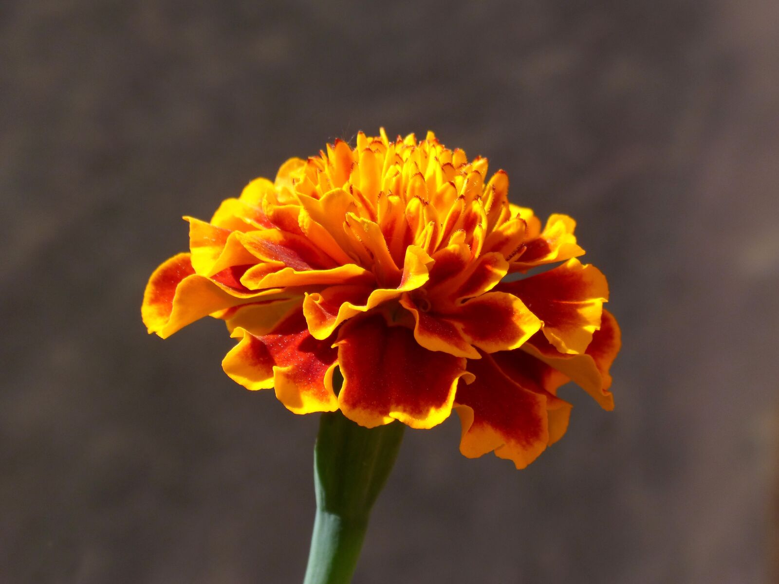 Panasonic DMC-FZ62 sample photo. Carnation, carnation moro, flower photography