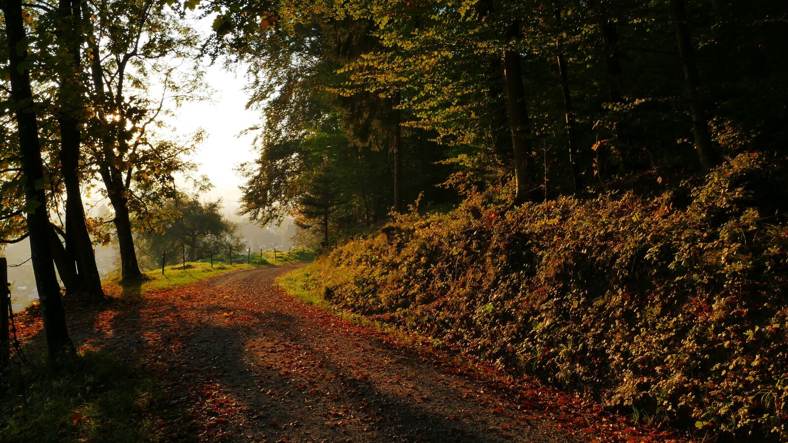 Panasonic Lumix DMC-FZ1000 sample photo. Nature, landscape, autumn photography