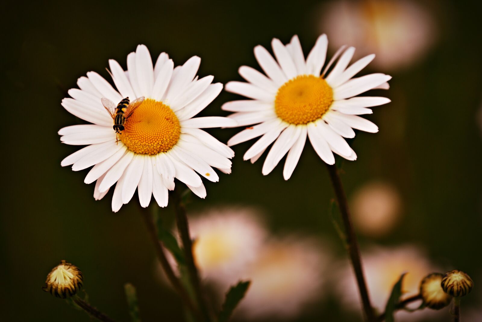 Nikon D750 sample photo. Ox eye daisy, flower photography