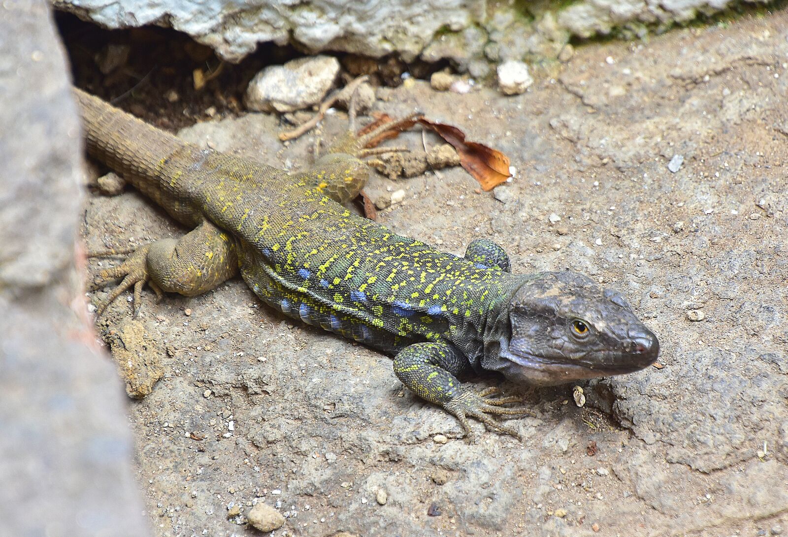 Nikon D7200 sample photo. Reptiles, lizard, green photography