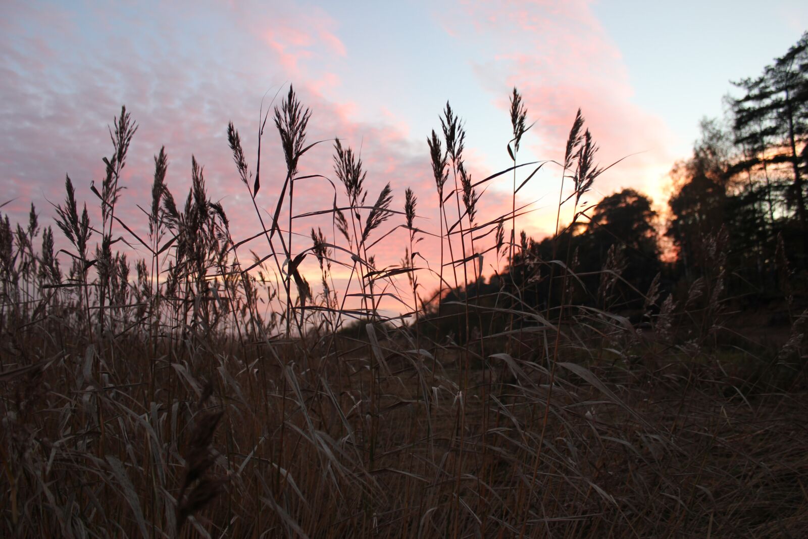 Canon EOS 550D (EOS Rebel T2i / EOS Kiss X4) sample photo. Sunset, nature, st petersburg photography