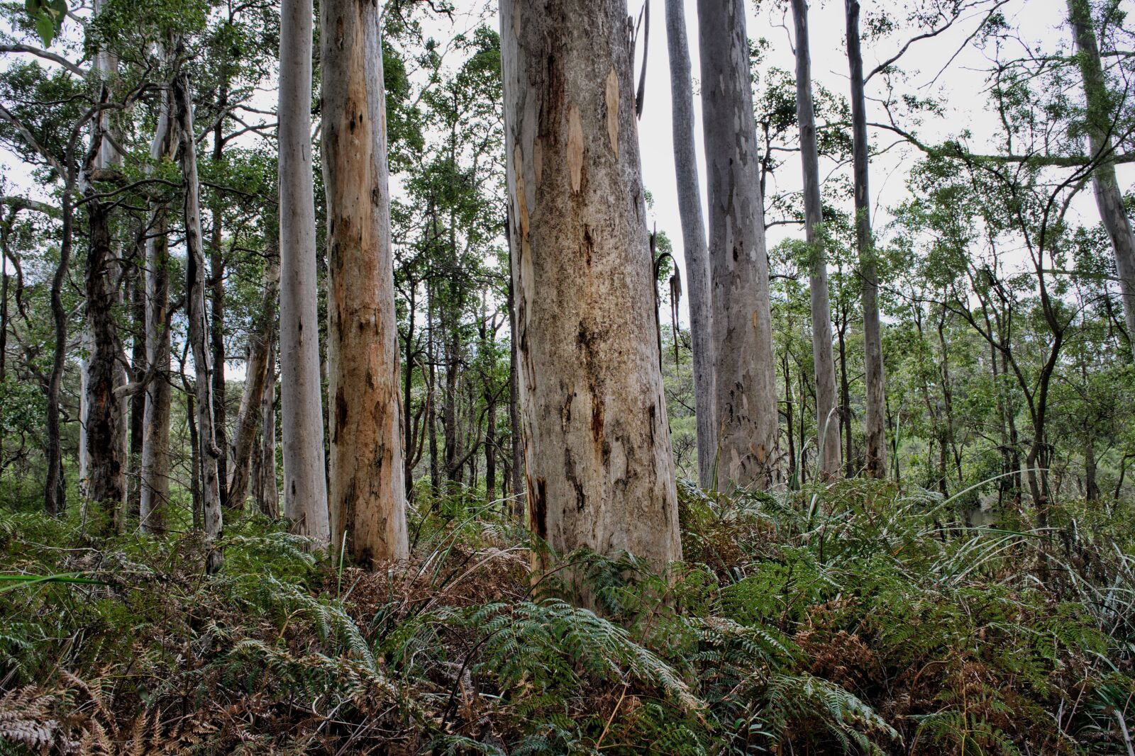 Nikon D3300 sample photo. Trees, trunk, bark photography