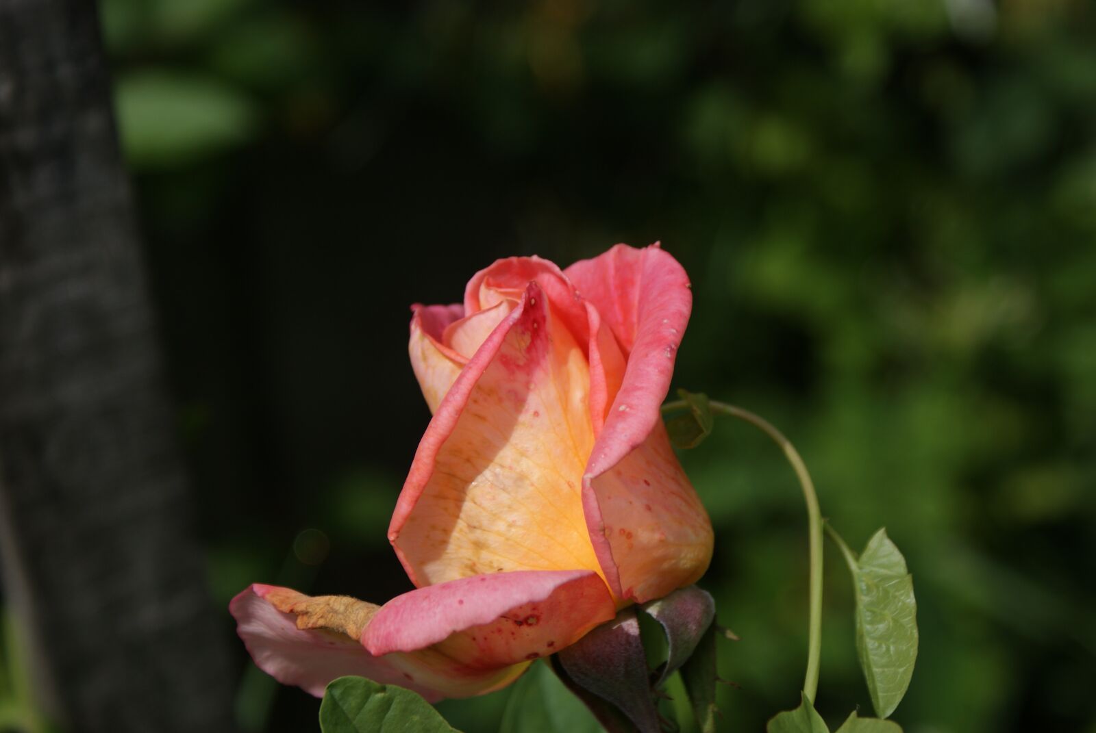 Sony Alpha DSLR-A200 sample photo. Flowers, freshman, rose photography