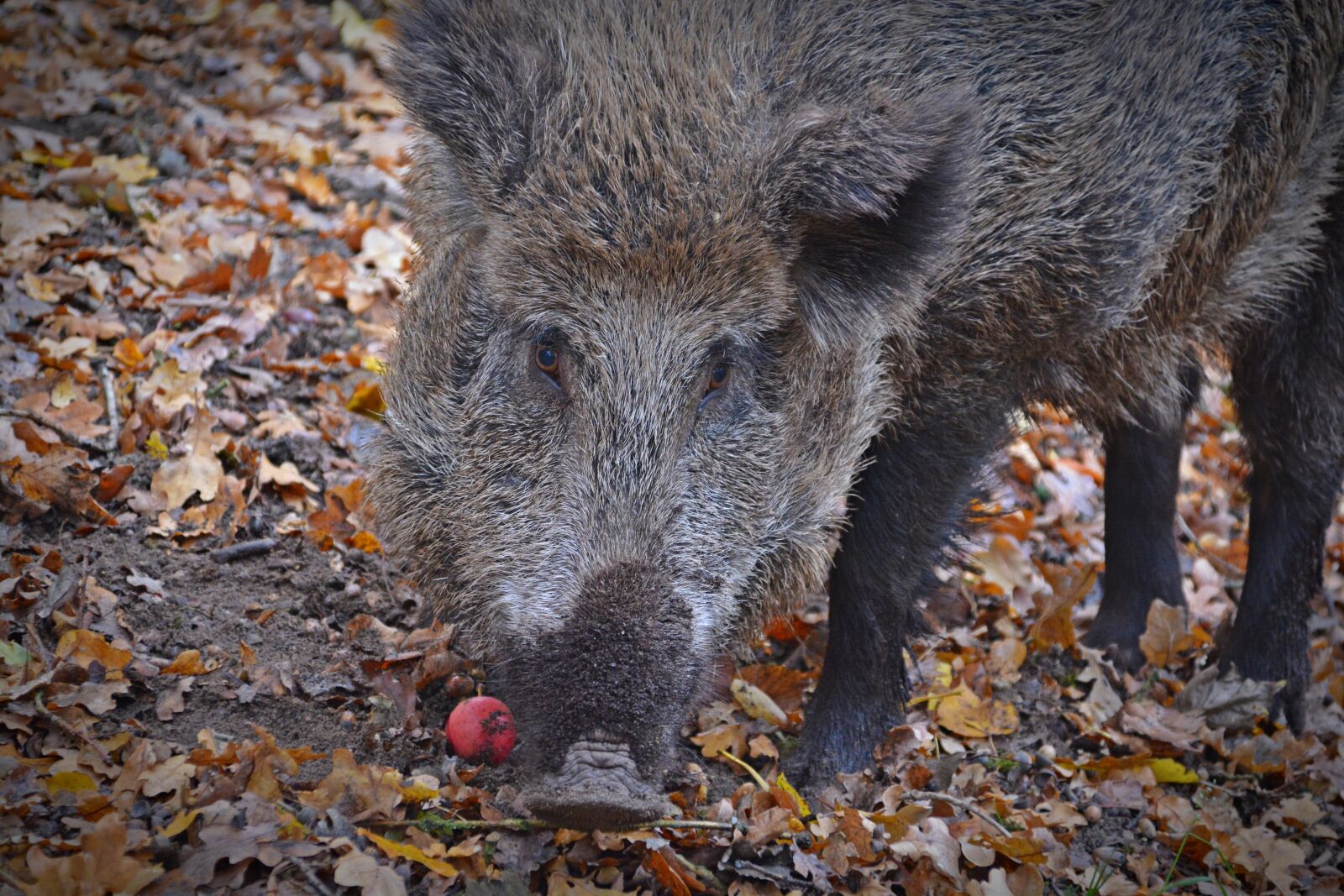 Nikon D5200 sample photo. Boar, animal, pig photography