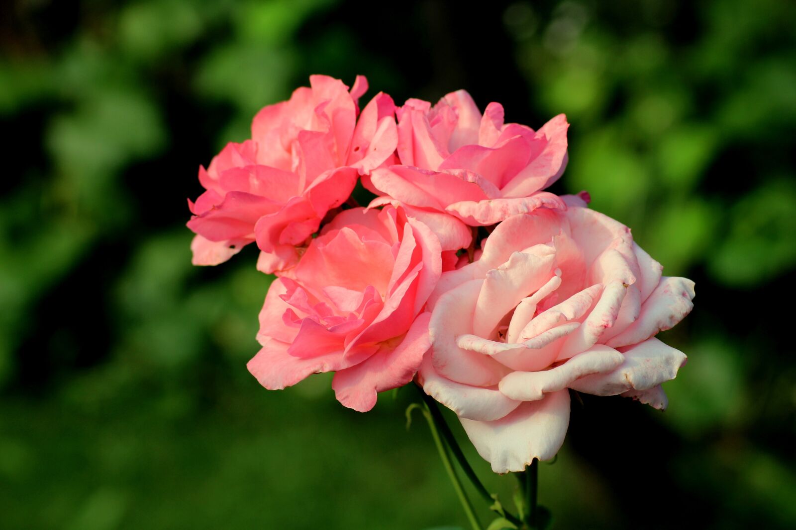 Canon EOS 1200D (EOS Rebel T5 / EOS Kiss X70 / EOS Hi) sample photo. Rose, bush, flower photography
