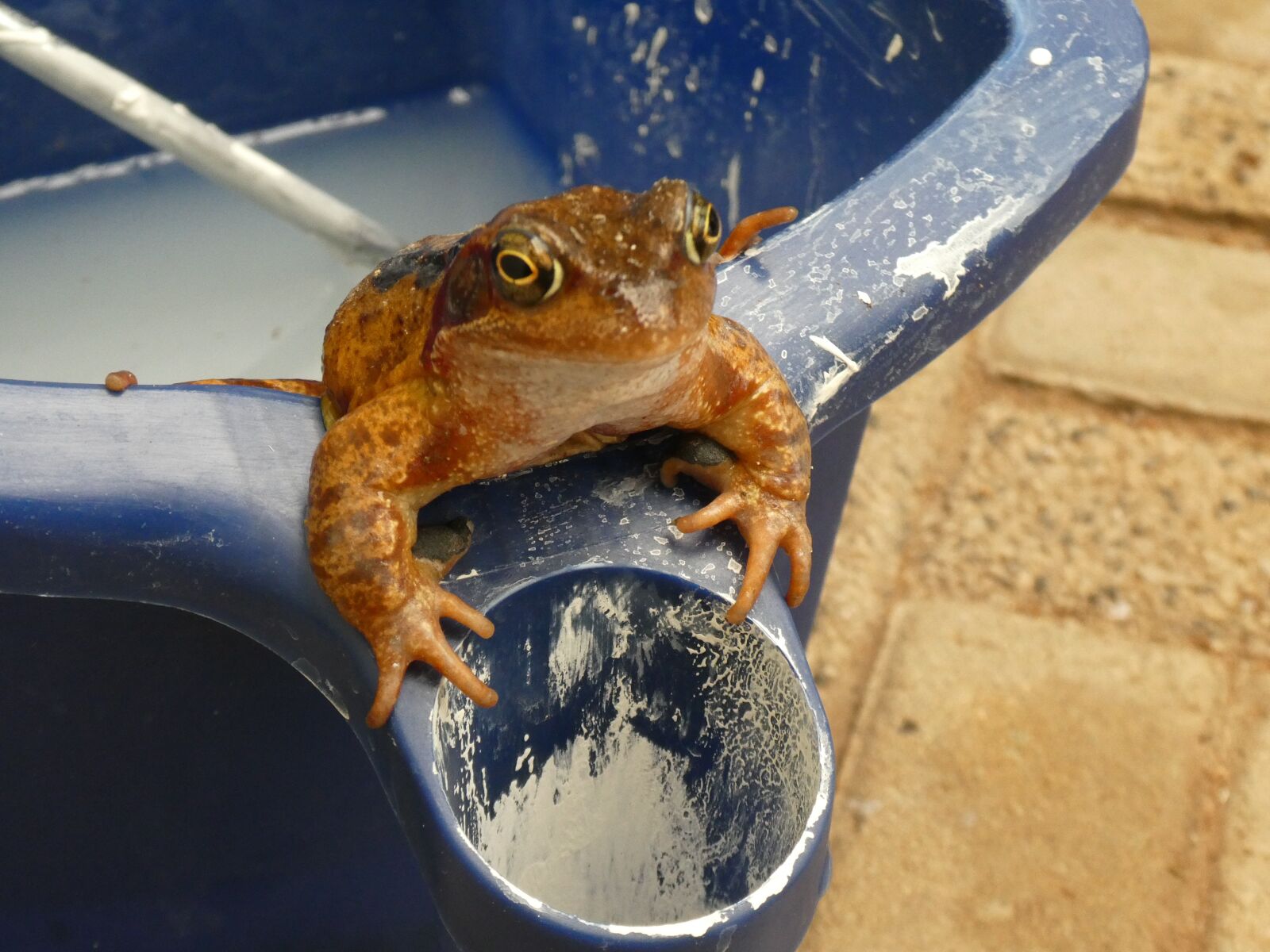 Panasonic Lumix DC-ZS70 (Lumix DC-TZ90) sample photo. Frog, contrast, paint tray photography