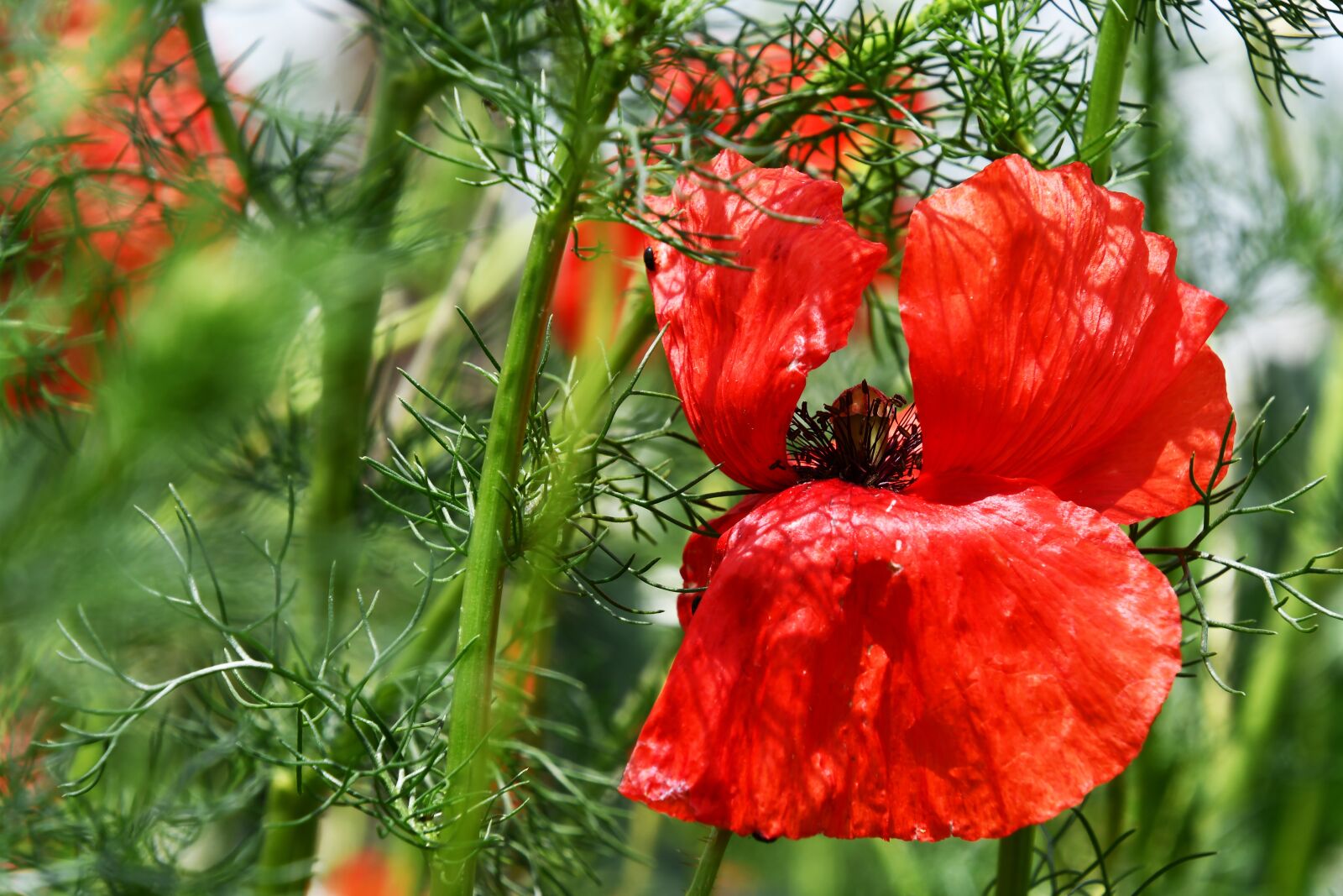 Nikon D7500 sample photo. Poppy, red, petals photography