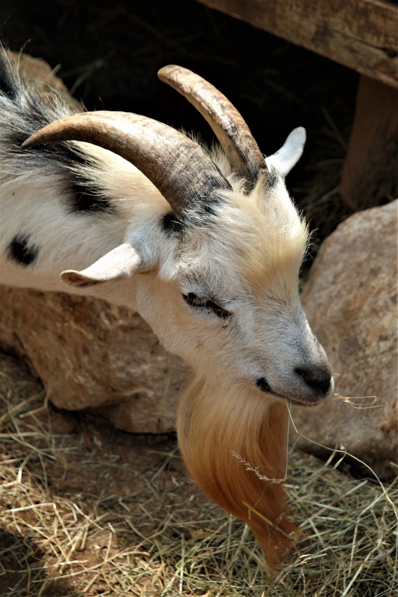 Samsung NX30 + NX 18-55mm F3.5-5.6 sample photo. Goat, horns, mammals photography