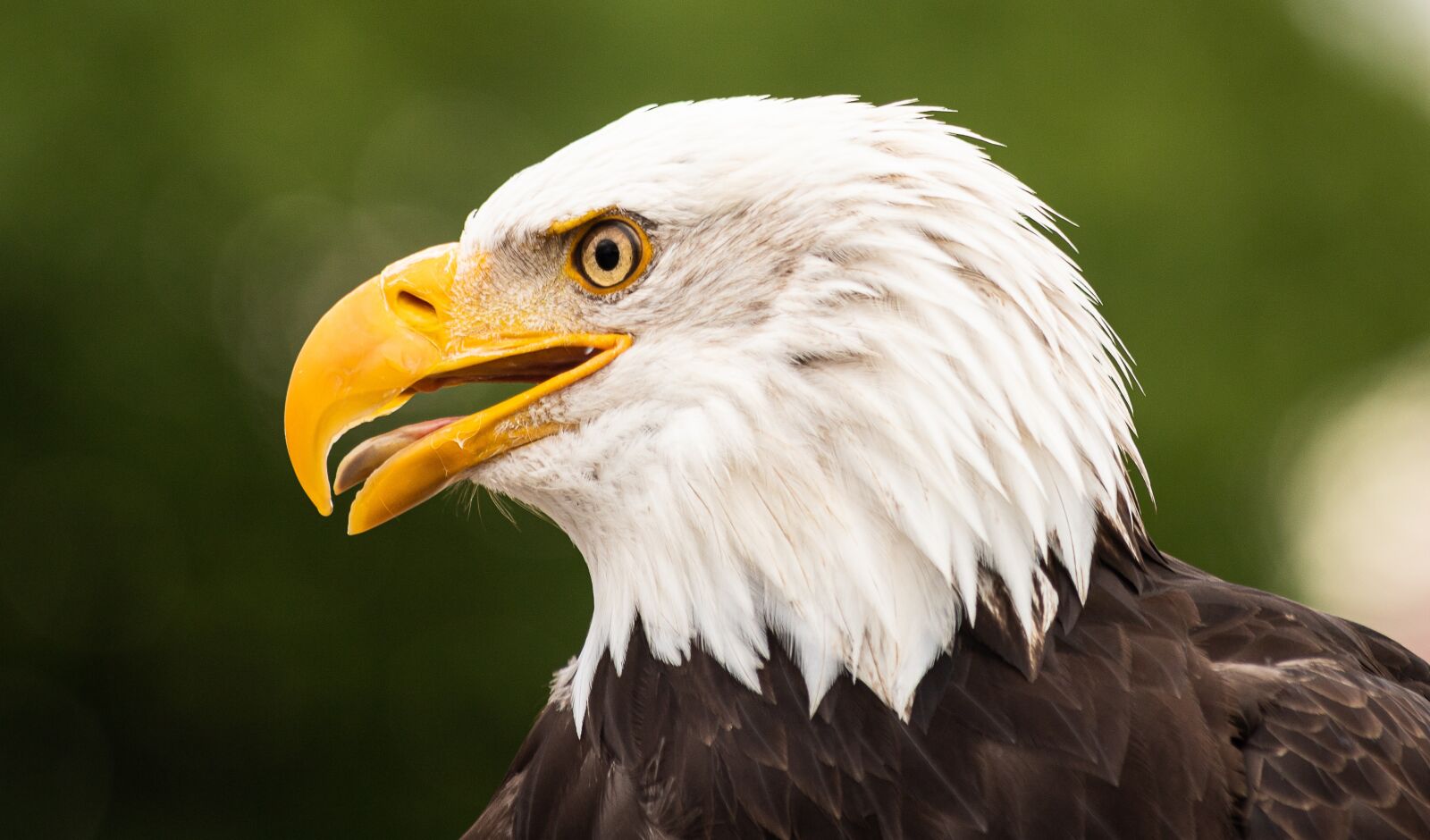 Canon EOS 6D Mark II sample photo. Bald eagle, bird, bird photography