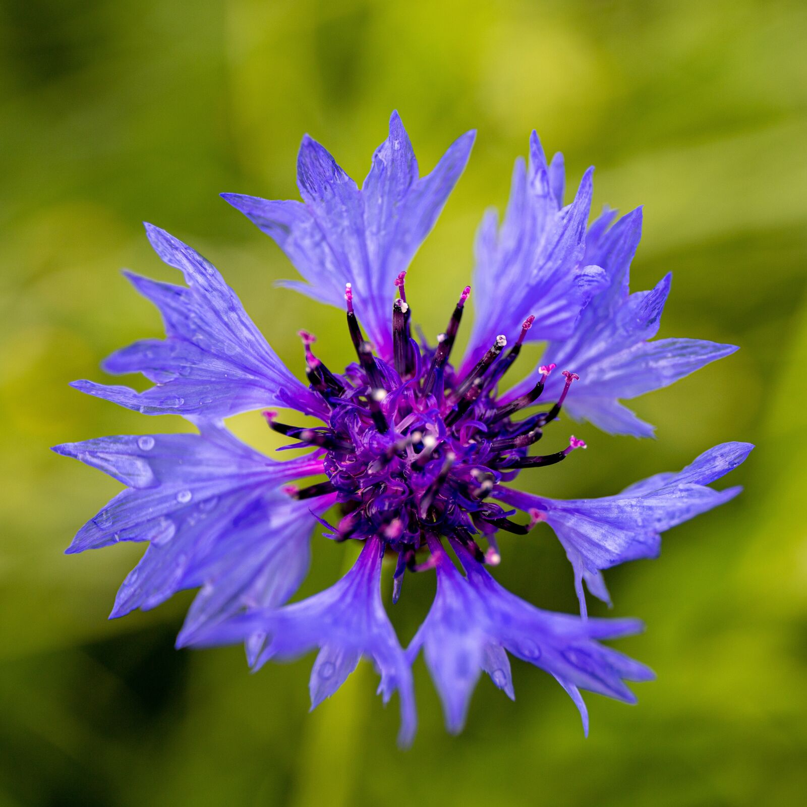 Canon EOS 6D Mark II sample photo. Cornflower, mayflower, bokeh photography