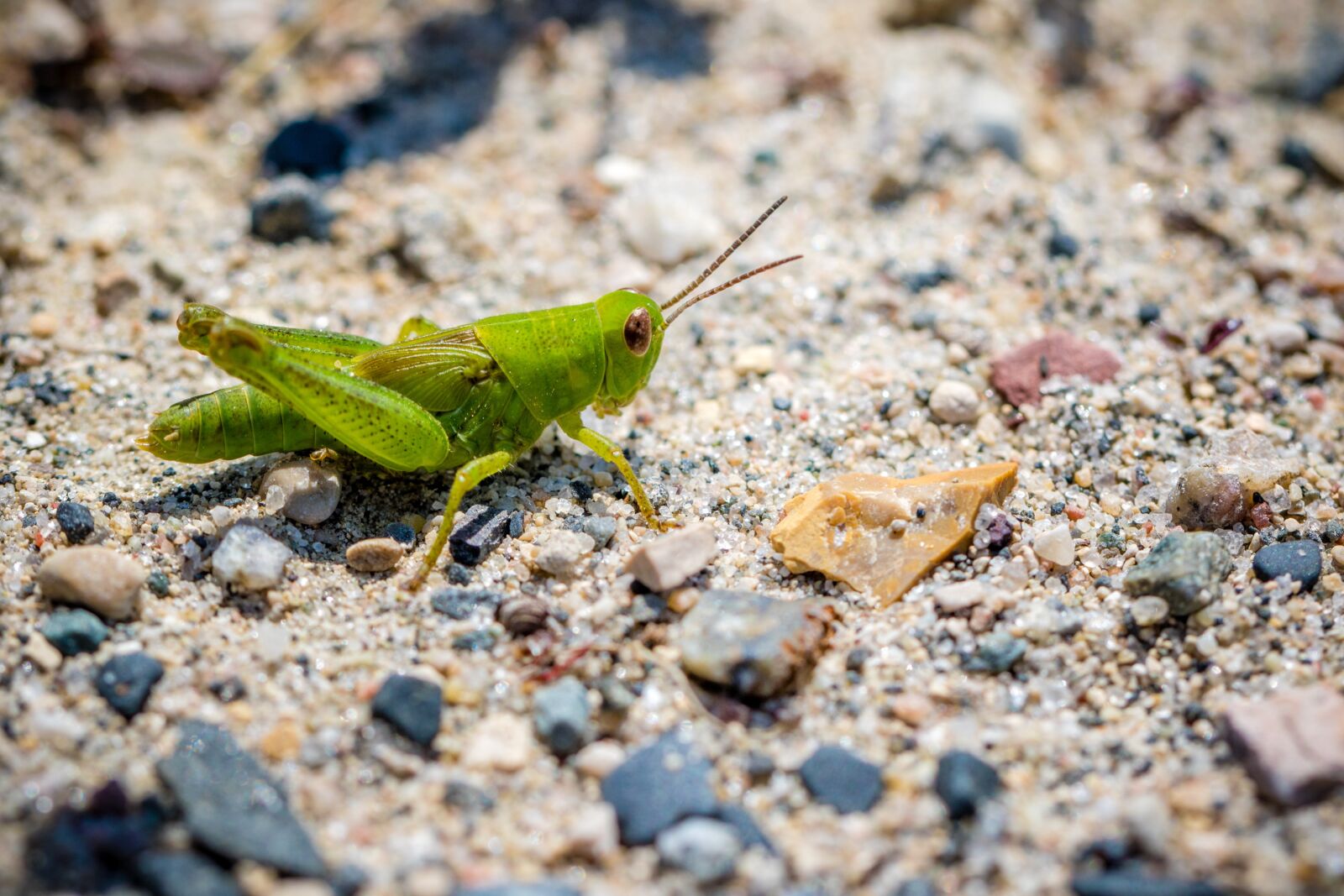Canon EOS 7D Mark II sample photo. Nature, little, grasshopper photography