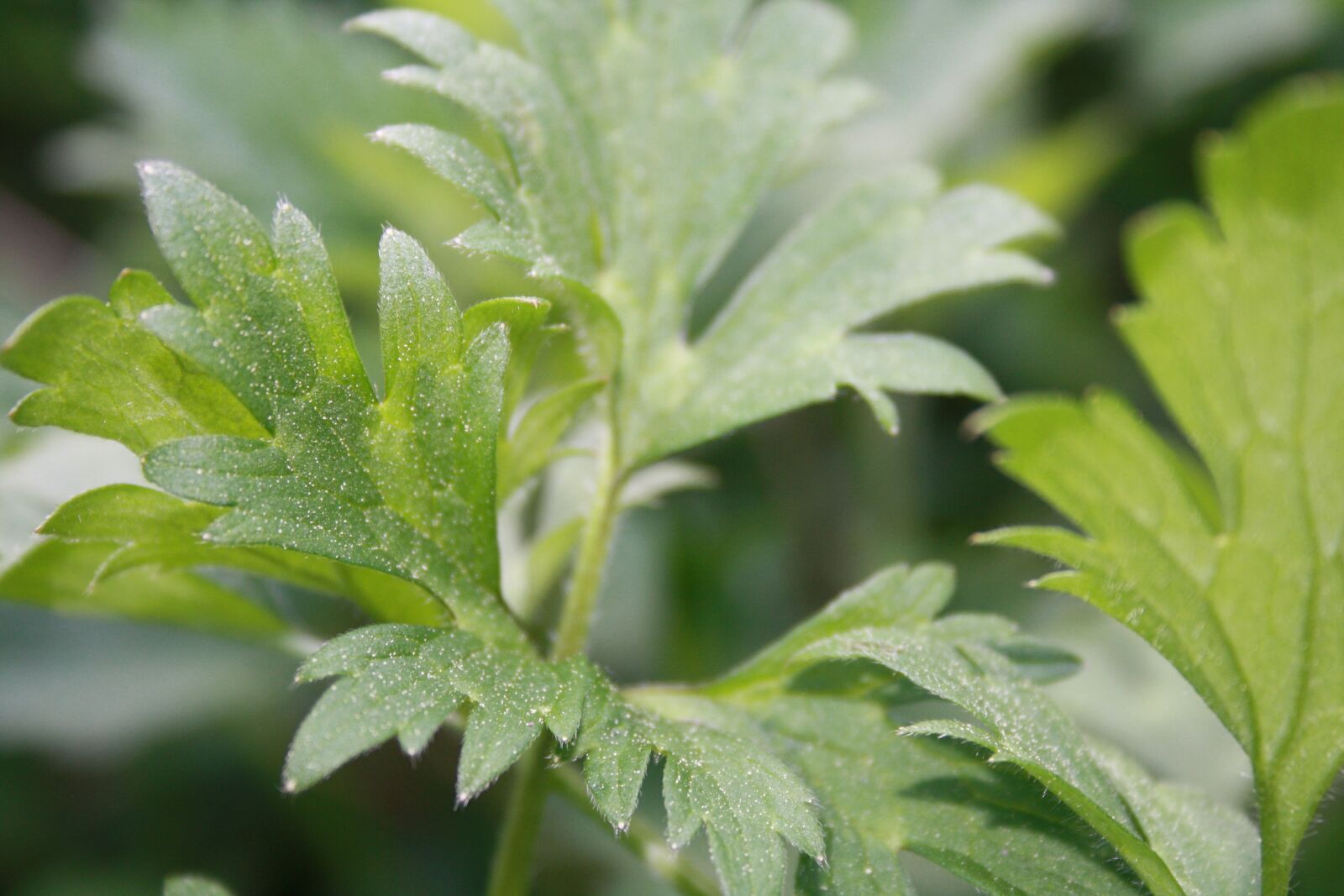 Canon EOS 1000D (EOS Digital Rebel XS / EOS Kiss F) sample photo. Leaf, plant, green photography