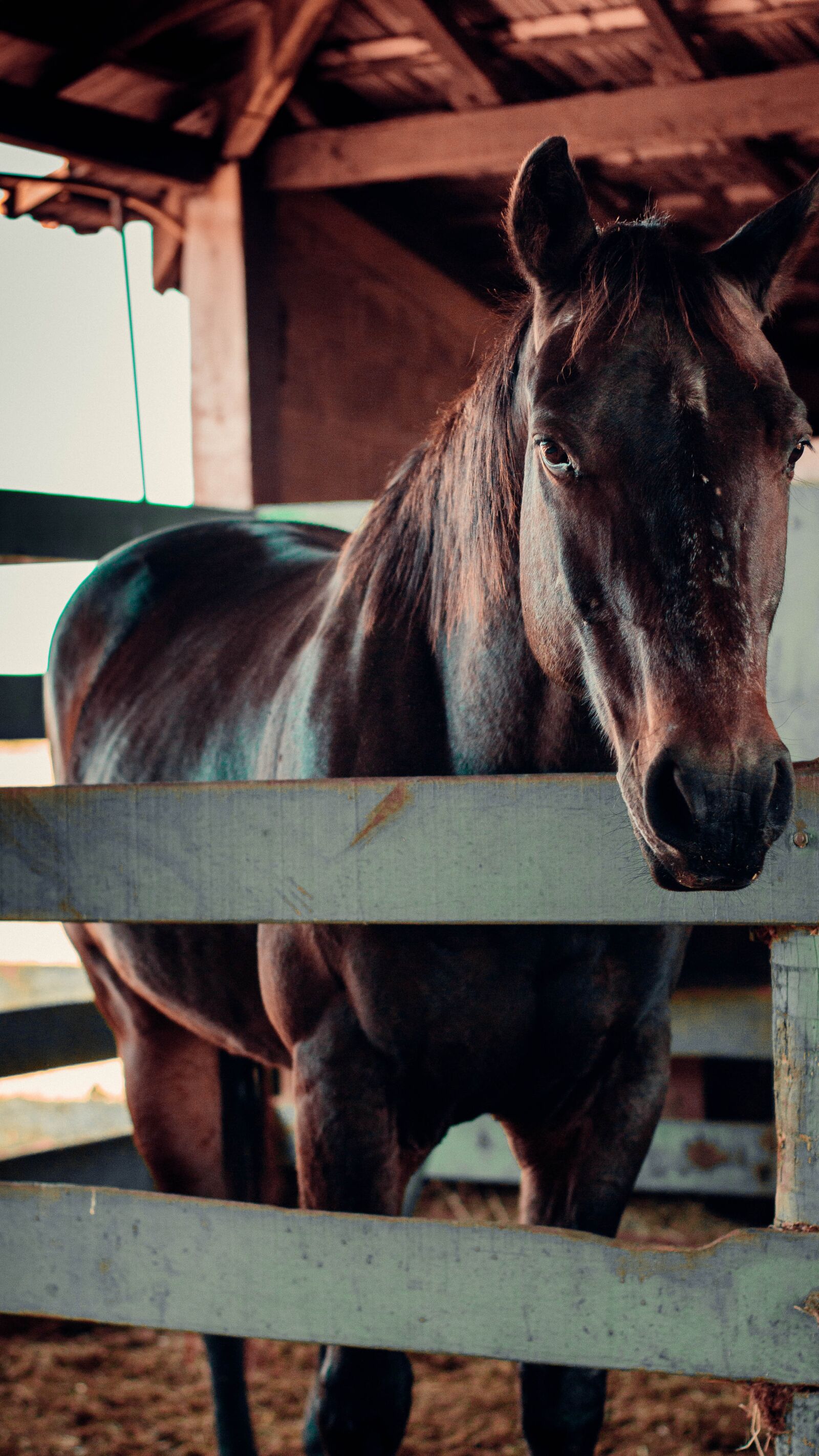 Canon EOS 650D (EOS Rebel T4i / EOS Kiss X6i) sample photo. Animal, nature, equine photography
