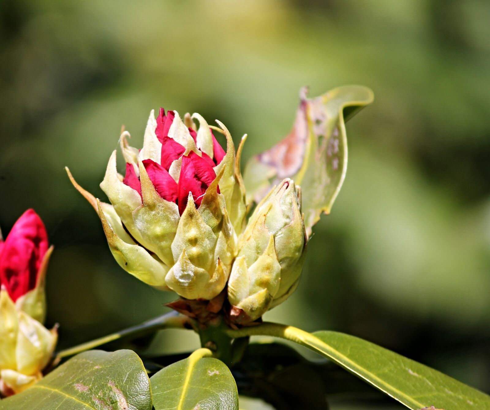 Canon EF-S 55-250mm F4-5.6 IS II sample photo. Bud, rhododendron, flower bud photography