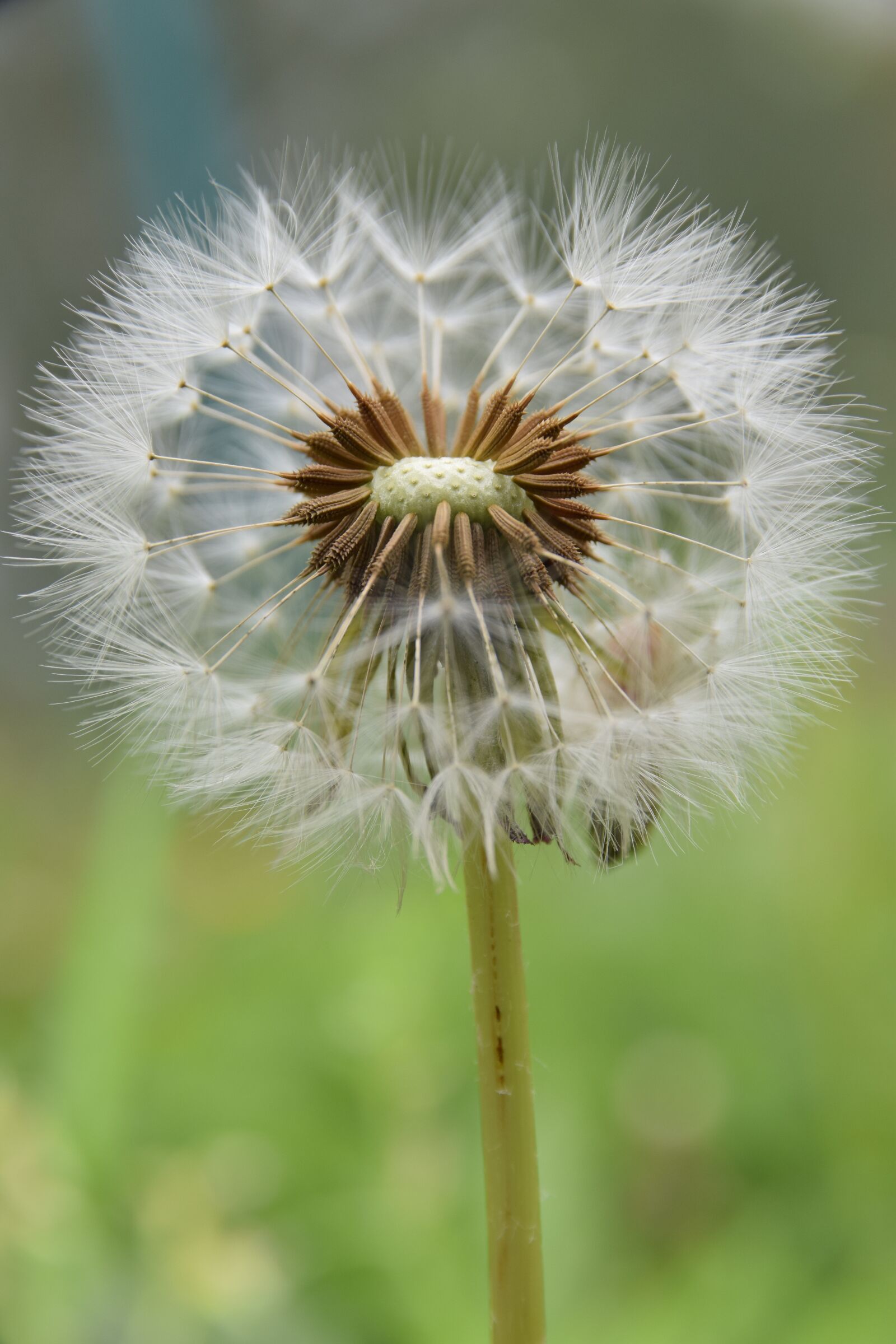 Nikon D5300 sample photo. Macro, dandelion, flower photography