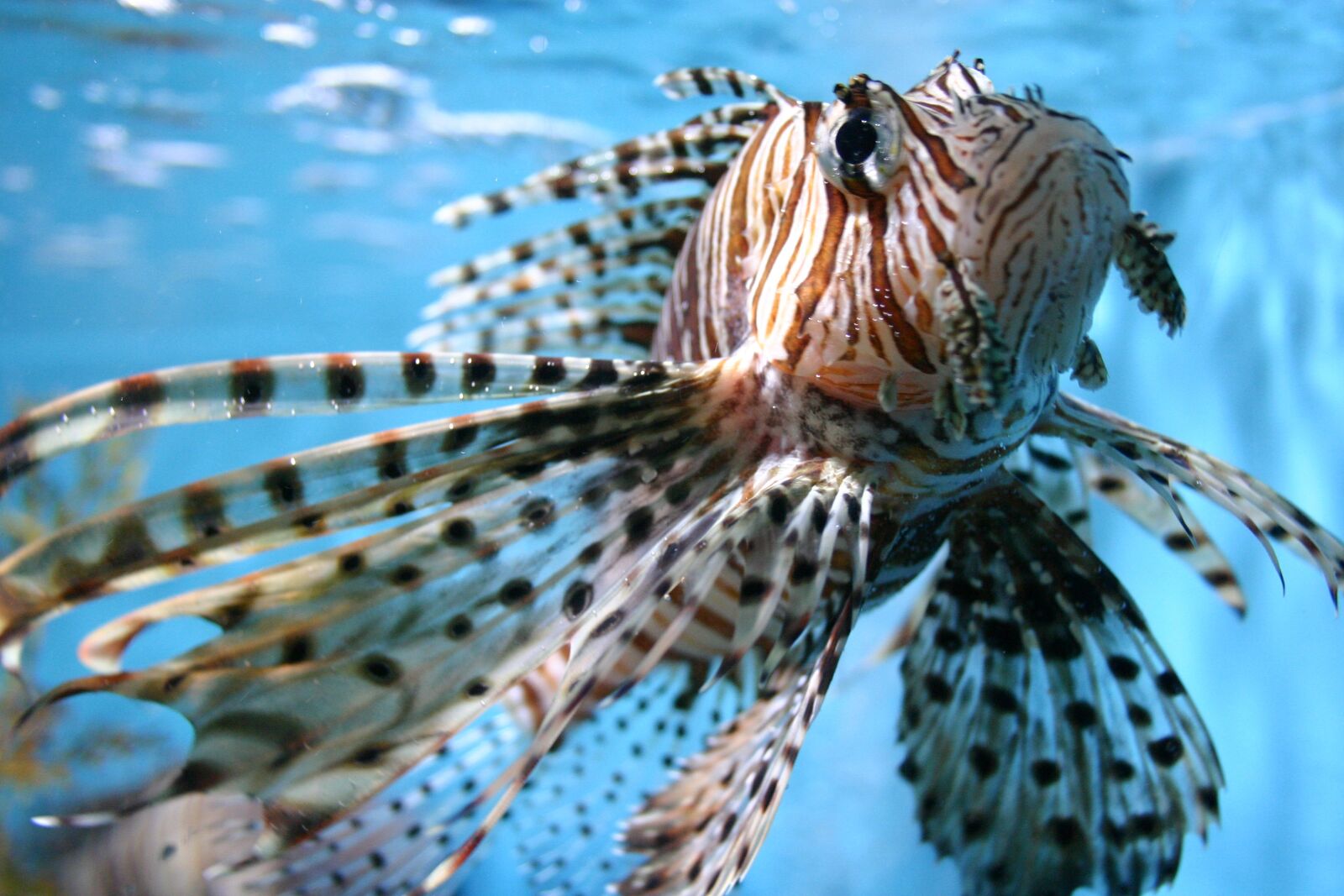 Canon EOS 300D (EOS Digital Rebel / EOS Kiss Digital) sample photo. Fish, tropical fish, water photography