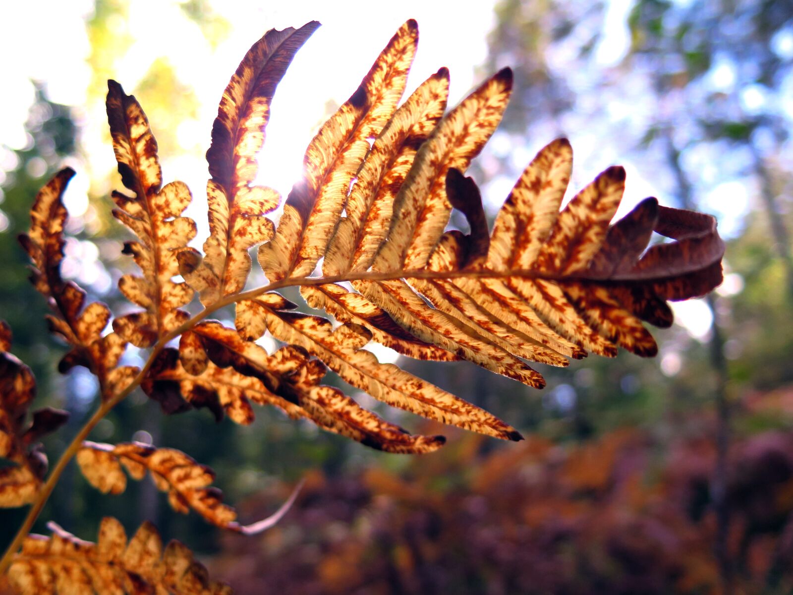 Canon PowerShot G16 sample photo. østmarka, autumn, forest photography