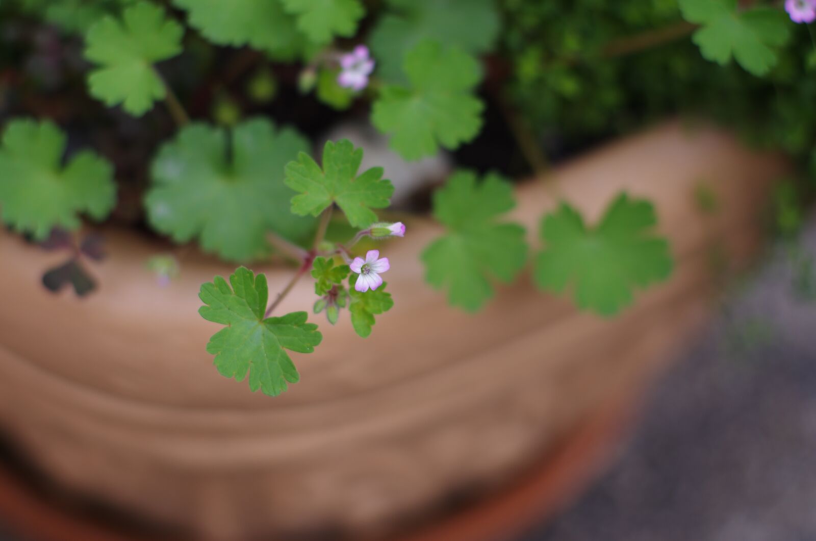 Pentax K-5 sample photo. Flower, spring, geranium photography