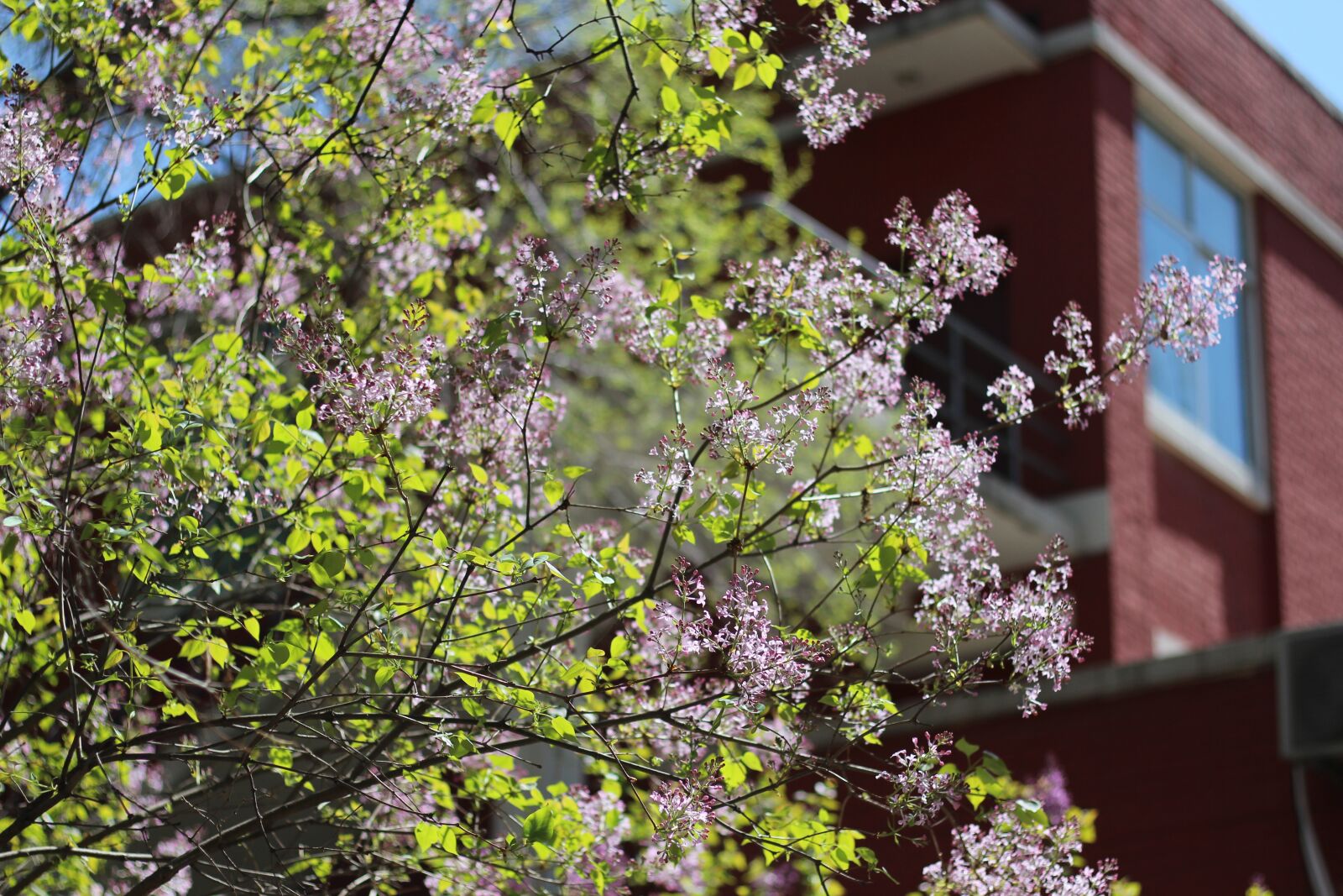 Canon EOS 600D (Rebel EOS T3i / EOS Kiss X5) + Canon EF 50mm F1.8 STM sample photo. Clove, spring, flower photography