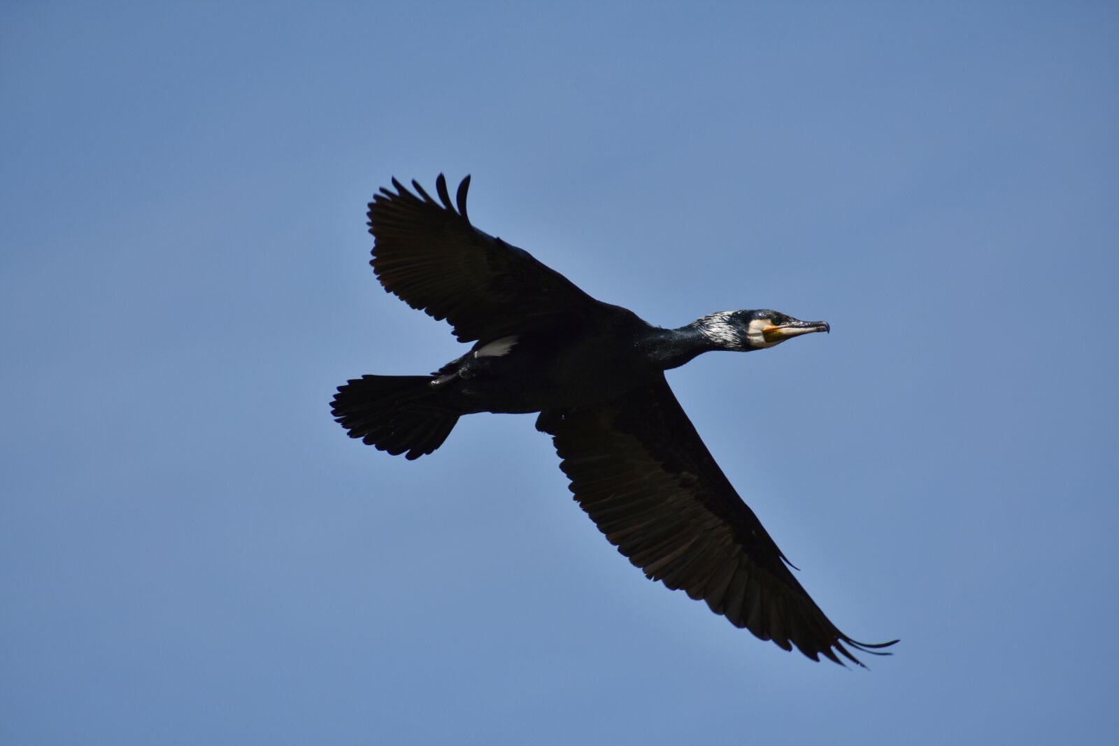 Nikon D7200 sample photo. Animal, sky, bird photography