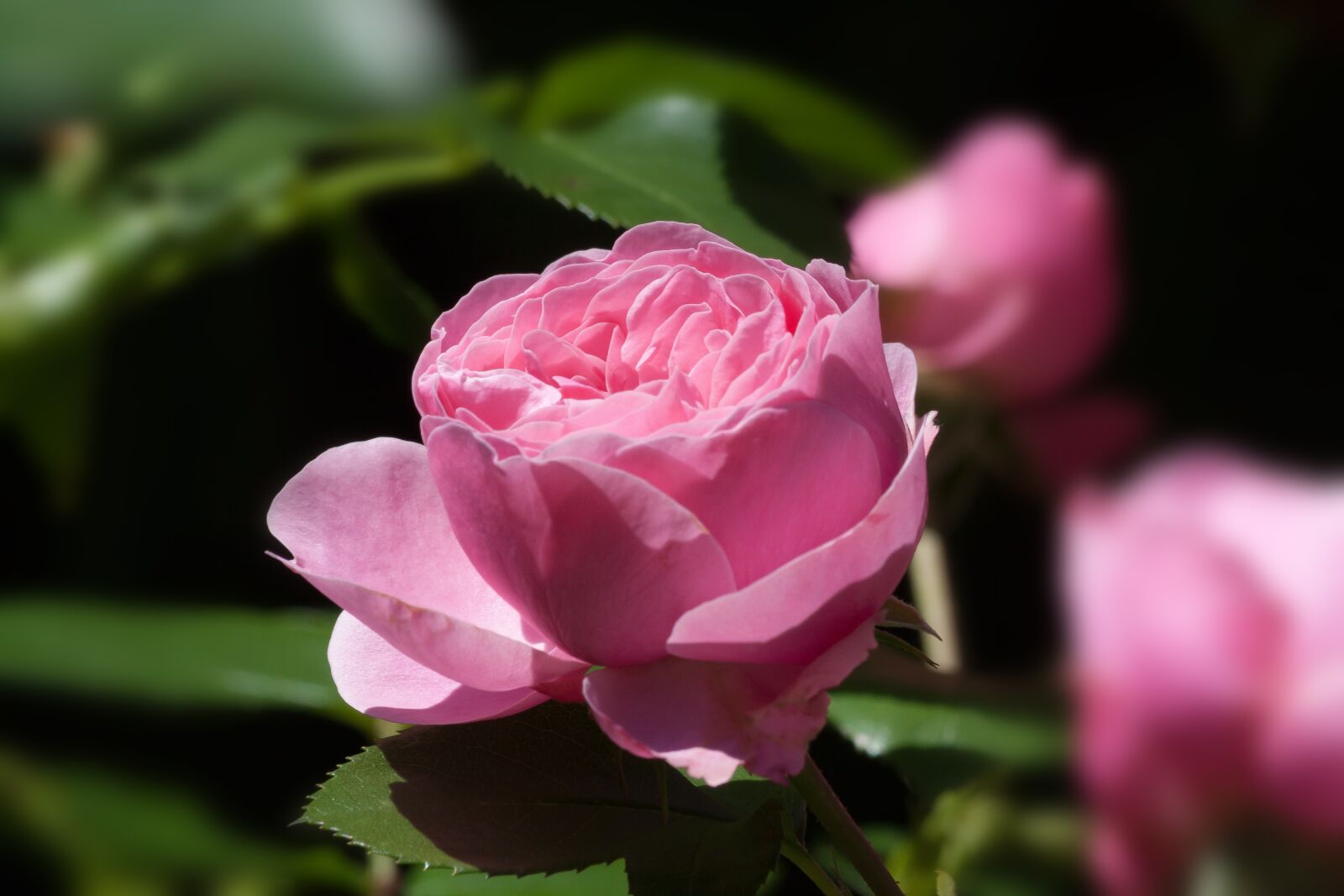 Canon EOS 50D sample photo. Rose, pink, green photography