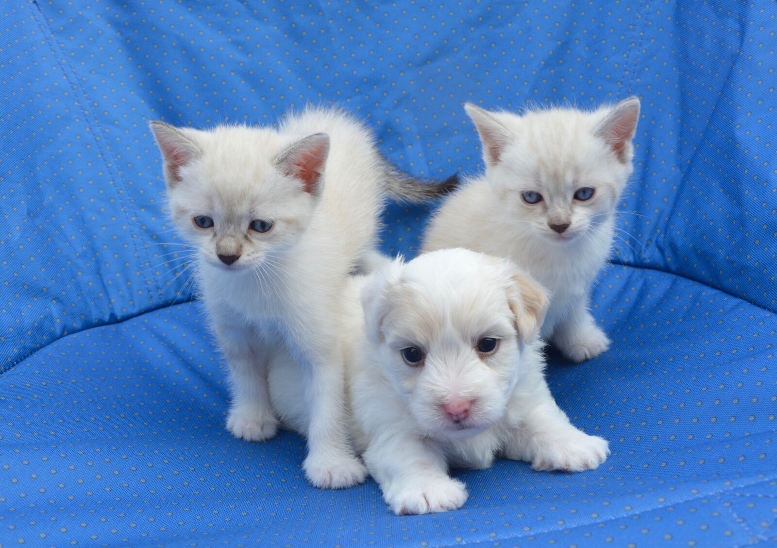 Nikon D5200 sample photo. Puppy, cats, dogs kittens photography