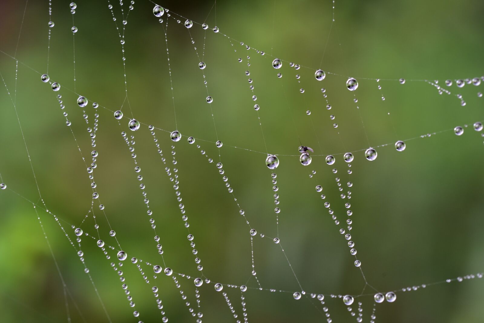 Nikon D750 sample photo. Cobweb, drip, dew photography