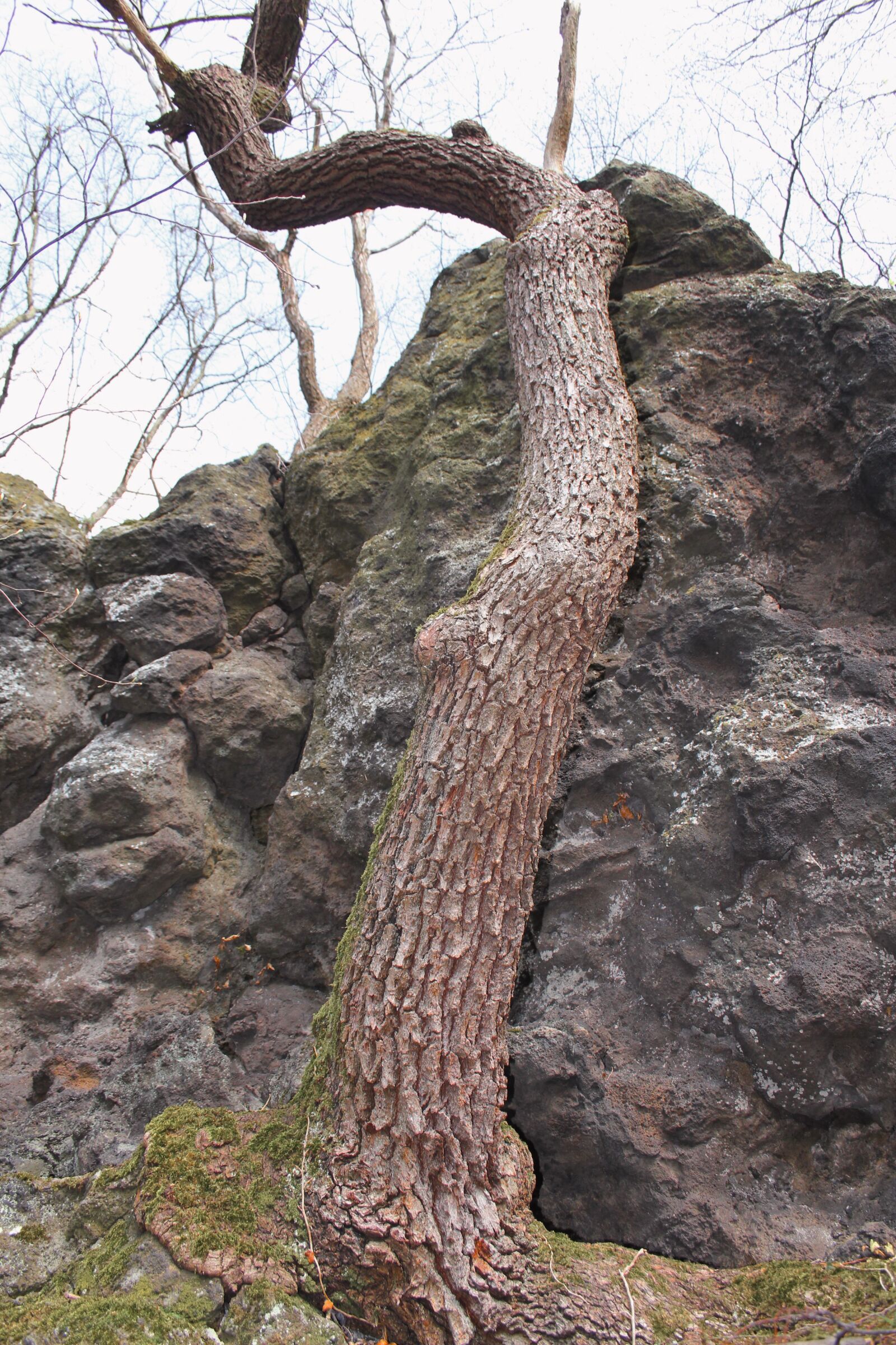 Canon EOS 550D (EOS Rebel T2i / EOS Kiss X4) sample photo. Tree, naurforscher, shadow photography