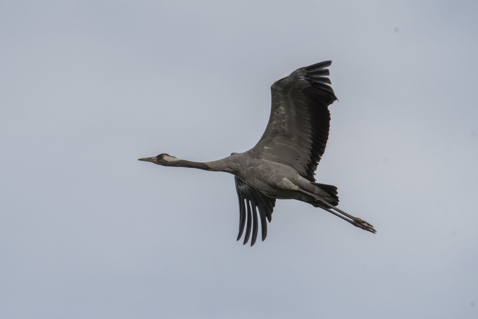 Nikon D500 sample photo. Crane, bird, migratory bird photography