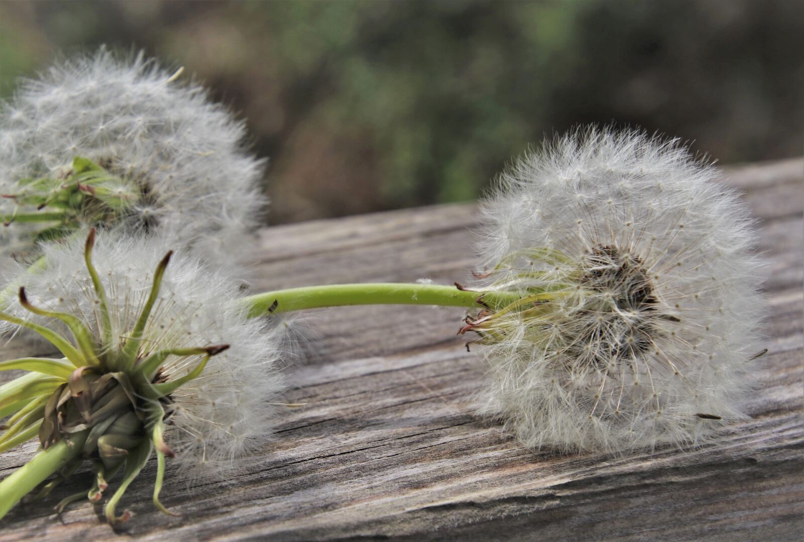 Canon EOS 80D sample photo. Dandelion, fluff, plant photography