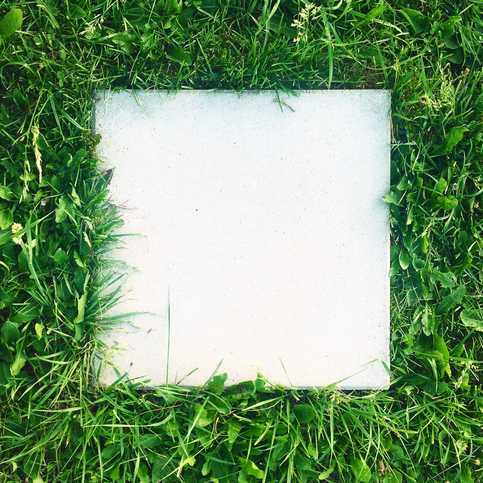 iPhone SE back camera 4.15mm f/2.2 sample photo. Grass, concrete, tile photography